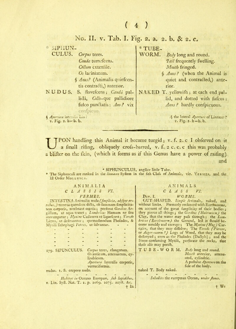 No. II. V. Tab. I. Fig. 2. a. 2. b. & 2. e. SIPHUN- CUJLUS. Corpus teres. Cauda tumefcens. Collum extenlile. Os laciniatum. § Anus? (Animalis quiefccn'- tis contradij) anterior. N U D U S., S. flavefcens ; Cauda pal- lida, Co//o-que pallidiore fulco pundlatis: Ano ? vix confpicuo. 5 Apertura lateralis Lir. ? V, Fig, 2. b—b. b. Body long and round. ‘dail frequently fvvelling. Mouth fringed. § Anus? (when the Animal is quiet and. contratded,) ante-, rior. NAKED T. yellowiih at each end pal- lid, and dotted with fufcus Anus ? hardly confpicuous. .§ the lateral Aperture ofLinna:a?f V, Fig. ?. b-b. b.. TUBE- WORM. UPON handling this Animal it became turgid ^ v. f. 2. c I obferved on it a fmall riling, obliquely crofs-barred, v. f.. 2 c. c. c this was probably a bbiler on the Pcin, (which it feems as if this Genus have a power of raifing). and * SIPHUNCULUS, anglice little Tube. ^ * The Siphunculi are ranked in t'mc lintiaatt in the 6th Clafs of Animals, viz. Yermp.s, and, the III Order Mollusc a. A N I M A L I A C L A S S 1 S VL VERMES. INTE.STINA Animalia wvAzCJimpUcia, abfque ar^- tuhus,) terrena quondam difta, ob fummam fimplicita- tem corporis, terebrant oipnia ; perforat Gordins Ar- gillam, ut aqua tr.anet; Lumbricus Humum ne fitu corrumpatur ; Cadavera ut liquefcant; Terejo .Ligna, ut deltruanUir ; quemadmodum Pholades, & Mytlli lithophagi Petras, ut folvantur. 279. SIPUNCULUS. Corpus teres, elongatum. Oranticum, attenuatum, cy- Ijndricum. Apertura lateralis corporis, verruciformis, nudus. I. S. corpore nudo. Habitat in Oceano Europso, fub lapidibus, it. Lin. Syft. I'iat. T. l. p. 1069. 1075. /078. &c. t u A.NI M A L S, CLASS VI. Div. r. WORMS.. GUT-SHAPED. Simple Animals,, naked, and without limbs. Formerly reckoned with Earthworms, on account of the great fimplicity of their bodies ; they pierce all things; the Gordins (Hair-ixiortn) the Clay, that the water may pafs through ; the Lum- bricus (Earth-worm) the Ground, left it (hould be- come mouldy and corrupt-; The Myxine (Hag) Car- cafes, that they may diflblve; The Teredo (Piercer, or Auger-‘worm FJ Logs of Wood, that they may be deftroyed ; even as the Pholades (Daflyls) ; and the Stone-confuming Mytili,. perforate the rocks, that thefe alfo may perilh. TUB E-W OR M, Body long and round. Mouth anterior, attenu- ated, cylindric. A puflular Aperture on, the fide of the body. naked T. Body naked. Inhabits the europ^an Ocean, under Jiones. + We