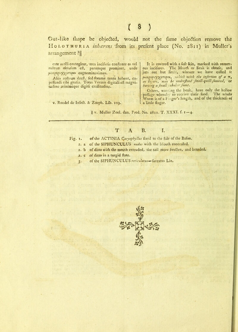 Gut-like fliapc be objeded, would not the fame objedtion remove the Holothuria inhcerens £rom. its prefent place (No, 2811) in Muller’s arrangement ?j| cute inolli contegitur,‘tota incifvris conftante os vel roftrum obtufum eft, parumque proipinet, unde ixin^o^vyy^ars^ov cognominavimus. Allis roftrum decft, fed forame tantu habent, ca- peftendi eibi gratia. Totus Vermis digital! eft magni- tudine minimique digit! craftitudine. V. Rondel de Infedt. & Zoopb. Lib. I09. II V. Muller Zool. dan. Prod It IS covered with a foft Ikin, marked with numer* ous incifures. The Mouth or Beak is obtufe, and juts out but little, whence we have called it f/.iKpopvy^QTSCOVf 'Ujhich <vjith the infertion of a v, as before, may he imderfiood fmall-quill-fnouted, or having a /mail iiibidar fnout. Others, wanting the beak, have only the hollow paftage whereby to receive their food, The whole Worm is of a Finger’s length, and of the thicknefs of a little finger. No. 2811. T. XXXI. f. 1-4. TAB. I. Fig. I. of the ACTINIA Caryophyllus fi.ved to the fide of the Bafon, 2. a of the SIPHUNCULUS ?iudus with the Mouth concealed. 2. b of ditto with the mouth extruded, the tail more fwollen, and bearded, 2. c of ditto in a turgid ftate. 3, of the SIPHUNCULUS faccatus Lin,