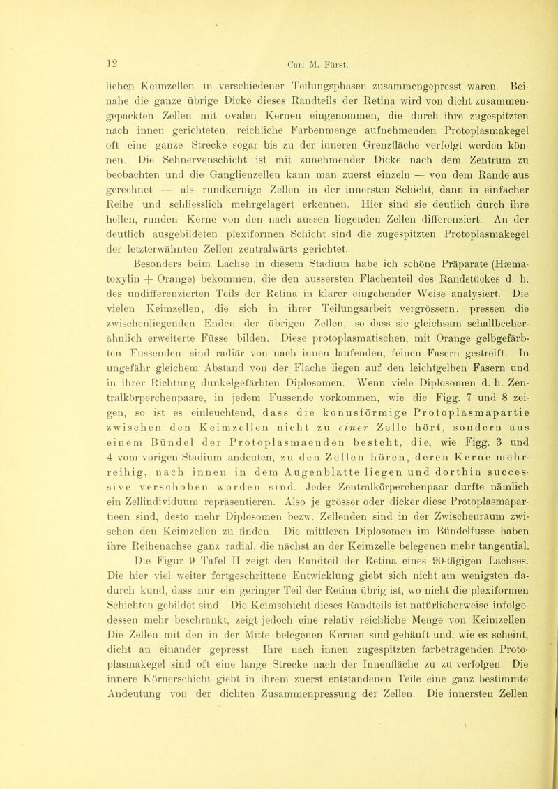 liehen Keimzellen in verschiedener Teilungsphasen zusammengepresst waren. Bei- nahe die ganze übrige Dicke dieses Randteils der Retina wird von dicht zusammen- gepackten Zellen mit ovalen Kernen eingenommen, die durch ihre zugespitzten nach innen gerichteten, reichliche Farbenmenge aufnehmenden Protoplasmakegel oft eine ganze Strecke sogar bis zu der inneren Grenzfläche verfolgt werden kön- nen. Die Sehnervenschicht ist mit zunehmender Dicke nach dem Zentrum zu beobachten und die Ganglienzellen kann man zuerst einzeln — von dem Rande aus gerechnet — als rundkernige Zellen in der innersten Schicht, dann in einfacher Reihe und schliesslich mehrgelagert erkennen. Hier sind sie deutlich durch ihre hellen, runden Kerne von den nach aussen liegenden Zellen differenziert. An der deutlich ausgebildeten plexiformen Schicht sind die zugespitzten Protoplasmakegel der letzterwähnten Zellen zentralwärts gerichtet. Besonders beim Lachse in diesem Stadium habe ich schöne Präparate (Hfema- toxylin -{- Orange) bekommen, die den äussersten Flächen teil des Randstückes d. h. des undifferenzierten Teils der Retina in klarer eingehender Weise analysiert. Die vielen Keimzellen, die sich in ihrer Teilungsarbeit vergrössern, pressen die zwischenliegenden Enden der übrigen Zellen, so dass sie gleichsam schallbecher- ähnlich erweiterte Füsse bilden. Diese protoplasmatischen, mit Orange gelbgefärb- ten Fussenden sind radiär von nach innen laufenden, feinen Fasern gestreift. In ungefähr gleichem Abstand von der Fläche liegen auf den leichtgelben Fasern und in ihrer Richtung dunkelgefärbten Diplosomen. Wenn viele Diplosomen d. h. Zen- tralkörperchenpaare, in jedem Fussende Vorkommen, wie die Figg. 7 und 8 zei- gen, so ist es einleuchtend, dass die konusförmige Protoplasmapartie zwischen den Keimzellen nicht zu einer Zelle hört, sondern aus einem Bündel der Protoplasmaenden besteht, die, wie Figg. 3 und 4 vom vorigen Stadium andeuten, zu den Zellen hören, deren Kerne mehr- reihig, nach innen in dem Augenb 1 a11e liegen und dorthin succes- sive verschoben worden sind. Jedes Zentralkörperchenpaar durfte nämlich ein Zellindividuum repräsentieren. Also je grösser oder dicker diese Protoplasmapar- tieen sind, desto mehr Diplosomen bezw. Zellenden sind in der Zwischenraum zwi- schen den Keimzellen zu finden. Die mittleren Diplosomen im Büudelfusse haben ihre Reihenachse ganz radial, die nächst an der Keimzelle belegenen mehr tangential. Die Figur 9 Tafel II zeigt den Randteil der Retina eines 90-tägigen Lachses. Die hier viel weiter fortgeschrittene Entwicklung giebt sich nicht am wenigsten da- durch kund, dass nur ein geringer Teil der Retina übrig ist, wo nicht die plexiformen Schichten gebildet sind. Die Keimschicht dieses Randteils ist natürlicherweise infolge- dessen mehr beschränkt, zeigt jedoch eine relativ reichliche Menge von Keimzellen. Die Zellen mit den in der Mitte belegenen Kernen sind gehäuft und, wie es scheint, dicht an einander gepresst. Ihre nach innen zugespitzten farbetragenden Proto- plasmakegel sind oft eine lange Strecke nach der Innenfläche zu zu verfolgen. Die innere Körnerschicht giebt in ihrem zuerst entstandenen Teile eine ganz bestimmte Andeutung von der dichten Zusammenpressung der Zellen. Die innersten Zellen