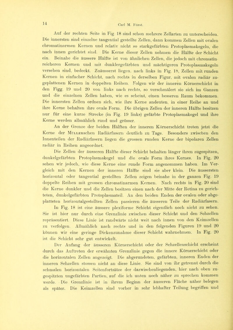 Auf der rechten Seite in Fig. 18 sind schon mehrere Zellarten zu unterscheiden. Die innersten sind einzelne tangential gestellte Zellen, dann kommen Zellen mit ovalen chromatinarmen Kernen und relativ nicht so starkgefärbten Protoplasmakegeln, die nach innen gerichtet sind. Die Kerne dieser Zellen nehmen die Hälfte der Schicht ein. Beinahe die äussere Hälfte ist von ähnlichen Zellen, die jedoch mit chromatin reicheren Kernen und mit dunklergefärbten und mächtigeren Protoplasmakegeln versehen sind, bedeckt. Zuänsserst liegen, nach links in Fig. 18, Zellen mit runden Kernen in einfacher Schicht, nach rechts in derselben Figur, mit ovalen radiär zu- geplattenen Kernen in doppelten Reihen. Folgen wir der inneren Körnerschicht in den Figg. 19 und 20 von links nach rechts, so verschmälert sie sich im Ganzen und die einzelnen Zellen haben, wie es scheint, einen besseren Raum bekommen. Die innersten Zellen ordnen sich, wie ihre Kerne andenten, in einer Reihe an und ihre Kerne behalten ihre ovale Form. Die übrigen Zellen der inneren Hälfte besitzen nur für eine kurze Strecke (in Fig. 19 links) gefärbte Protoplasmakegel und ihre Kerne werden allmählich rund und grösser. An der Grenze der beiden Hälften der inneren Körnerschicht treten jetzt die Kerne der MüLLERschen Radiärfasern deutlich zu Tage. Besonders zwischen den Innenteilen der Radiärfasern liegen die grossen runden Kerne der bipolaren Zellen radiär in Reihen angeordnet. Die Zellen der äusseren Hälfte dieser Schicht behalten länger ihren zugespitzen, dunkelgefärbten Protoplasmakegel und die ovale Form ihres Kernes. In Fig. 20 sehen wir jedoch, wie diese Kerne eine runde Form angenommen haben. Im Ver- gleich mit den Kernen der inneren Hälfte sind sie aber klein. Die äussersten horizontal oder tangential gestellten Zellen zeigen beinahe in der ganzen Fig. 19 doppelte Reihen mit grossen chromatinarmen Kernen. Nach rechts in Fig. 20 sind die Kerne dnnkler und die Zellen besitzen einen nach der Mitte der Retina zu gerich- teten, dunkelgefärbten Protoplasmateil. An den beiden Enden der ovalen oder abge- platteten horizontalgestellten Zellen passieren die äusseren Teile der Radiärfasern. In Fig. 18 ist eine äussere plexiforme Schicht eigentlich noch nicht zu sehen. Sie ist hier nur durch eine Grenzlinie zwischen dieser Schicht und den Sehzellen repräsentiert. Diese Linie ist randwärts nicht weit nach innen von den Keimzellen zu verfolgen. Allmählich nach rechts und in den folgenden Figuren 19 und 20 können wir eine geringe Dickenzunahme dieser Schicht wahrnehmen. In Fig. 20 ist die Schicht sehr gut entwickelt. Der Anfang der äusseren Körnerschicht oder der Sehzellenschicht erscheint durch das Auftreten der erwähnten Grenzlinie gegen die innere Körnerschicht oder die horizontalen Zellen angezeigt. Die abgerundeten, gefärbten, inneren Enden der inneren Sehzellen stossen nicht an diese Linie. Sie sind von ihr getrennt durch die schmalen horizontalen Seitenfortsätze der dazwischenliegenden, hier nach oben zu- gespitzten ungefärbten Partien, auf die ich unten noch näher zu sprechen kommen werde. ■ Die Grenzlinie ist in ihrem Beginn der äusseren Fläche näher belegen als später. Die Keimzellen sind vorher in sehr lebhafter Teilung begriffen und