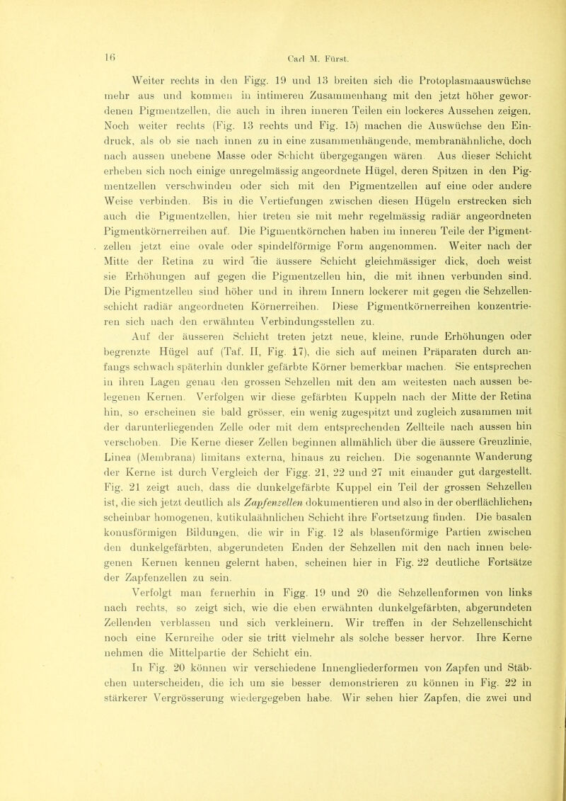 Weiter rechts in den Figg. 19 und 13 breiten sich die Protoplasmaauswüchse mehr aus und kommen in intimeren Zusammenhang mit den jetzt höher gewor- denen Pigmentzellen, die auch in ihren inneren Teilen ein lockeres Aussehen zeigen. Noch weiter rechts (Fig. 13 rechts und Fig. 15) machen die Auswüchse den Ein- druck, als ob sie nach innen zu in eine zusammenhängende, membranähnliche, doch nach aussen unebene Masse oder Schicht übergegangen wären. Aus dieser Schicht erheben sich noch einige unregelmässig angeordnete Hügel, deren Spitzen in den Pig- mentzellen verschwinden oder sich mit den Pigmentzellen auf eine oder andere Weise verbinden. Bis in die Vertiefungen zwischen diesen Hügeln erstrecken sich auch die Pigmentzellen, hier treten sie mit mehr regelmässig radiär angeordneten Pigmentkörnerreihen auf. Die Pigmentkörnchen haben im inneren Teile der Pigment- zellen jetzt eine ovale oder spindelförmige Form angenommen. Weiter nach der Mitte der Retina zu wird 'die äussere Schicht gleichmässiger dick, doch weist sie Erhöhungen auf gegen die Pigmentzellen hin, die mit ihnen verbunden sind. Die Pigmentzellen sind höher und in ihrem Innern lockerer mit gegen die Sehzellen- schicht radiär angeordueten Körnerreihen. Diese Pigmentkörnerreihen konzentrie- ren sich nach den erwähnten Verbindungsstellen zu. Auf der äusseren Schicht treten jetzt neue, kleine, runde Erhöhungen oder begrenzte Hügel auf (Taf. II, Fig. 17), die sich auf meinen Präparaten durch an- fangs schwach späterhin dunkler gefärbte Körner bemerkbar machen. Sie entsprechen in ihren Lagen genau den grossen Sehzellen mit den am weitesten nach aussen be- legeuen Kernen. Verfolgen wir diese gefärbten Kuppeln nach der Mitte der Retina hin, so erscheinen sie bald grösser, ein wenig zugespitzt und zugleich zusammen mit der darunterliegenden Zelle oder mit dem entsprechenden Zellteile nach aussen hin verschoben. Die Kerne dieser Zellen beginnen allmählich über die äussere Greuzlinie, Linea (Membrana) limitans externa, hinaus zu reichen. Die sogenannte Wanderung der Kerne ist durch Vergleich der Figg. 21, 22 und 27 mit einander gut dargestellt. Fig. 21 zeigt auch, dass die dunkelgefärbte Kuppel ein Teil der grossen Sehzellen ist, die sich jetzt deutlich als Zapfenzellen dokumentieren und also in der oberflächlichen} scheinbar homogenen, kutikulaähnlichen Schicht ihre Fortsetzung finden. Die basalen konusförmigen Bildungen, die wir in Fig. 12 als blasenförmige Partien zwischen den dunkelgefärbten, abgerundeten Enden der Sehzellen mit den nach innen bele- genen Kernen kennen gelernt haben, scheinen hier in Fig. 22 deutliche Fortsätze der Zapfenzellen zu sein. Verfolgt man fernerhin in Figg. 19 und 20 die Sehzellenformen von links nach rechts, so zeigt sich, wie die eben erwähnten dunkelgefärbten, abgerundeten Zellenden verblassen und sich verkleinern. Wir treffen in der Sehzellenschicht noch eine Kernreihe oder sie tritt vielmehr als solche besser hervor. Ihre Kerne nehmen die Mittelpartie der Schicht ein. In Fig. 20 können wir verschiedene Innengliederformen von Zapfen und Stäb- chen unterscheiden, die ich um sie besser demonstrieren zu können in Fig. 22 in stärkerer Vergrösserung wiedergegeben habe. Wir sehen hier Zapfen, die zwei und