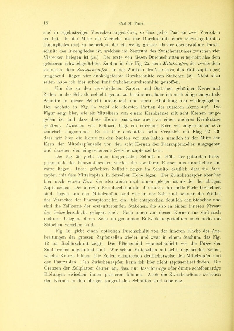 sind in regelmässigen Vierecken angeordnet, so dass jedes Paar an zwei Vierecken teil hat. In der Mitte der Vierecke ist der Durchschnitt eines schwachgefärbten Innengliedes (mz) zu bemerken, der ein wenig grösser als der obenerwähnte Durch- schnitt des Innengliedes ist, welches im Zentrum des Zwischenraumes zwischen vier Vierecken belegen ist (zw). Der erste von diesen Durchschnitten entspricht also dem grösseren schwachgefärbten Zapfen in der Fig. 22, dem Mittelzapfen, der zweite dem kleineren, dem Zwischenzapfen. In der Winkeln des Viereckes, den Mittelzapfen (mz) umgebend, liegen vier dunkelgefärbte Durchschnitte von Stäbchen (st). Nicht allzu selten habe ich hier schon fünf Stäbchendurchschnitte getroffen. Um die zu den verschiedenen Zapfen und Stäbchen gehörigen Kerne und Zellen in der Sehzellenschicht genau zu bestimmen, habe ich noch einige tangentiale Schnitte in dieser Schicht untersucht und deren Abbildung hier wiedergegeben. Der nächste in Fig. 24 weist die dicksten Partien der äusseren Kerne auf. Die Figur zeigt hier, wie ein Mittelkern von einem Kernkranze mit acht Kernen umge- geben ist und dass diese Kerne paarweise auch zu einem anderen Kernkranze gehören. Zwischen vier Kränzen liegt ein einzelner Kern wie eingeschoben oder zentrisch eingeordnet. Es ist klar ersichtlich beim Vergleich mit Figg. 22, 23, dass wir hier die Kerne zu den Zapfen vor uns haben, nämlich in der Mitte den Kern der Mittelzapfenzelle von den acht Kernen der Paarzapfenzellen umgegeben und daneben den eingeschobene Zwischenzapfenzellkern. Die Fig. 25 giebt einen tangentialen Schnitt in Höhe der gefärbten Proto- plasmateile der Paarzapfenzellen wieder, die von ihren Kernen aus unmittelbar ein- wärts liegen. Diese gefärbten Zellteile zeigen im Schnitte deutlich, dass die Paar- zapfen mit dem Mittelzapfen, in derselben Höhe liegen. Der Zwischenzapfen aber hat hier noch seinen Kern, der also weiter nach innen gelegen ist als der der übrigen Zapfenzellen. Die übrigen Kerndurchschnitte, die durch ihre helle Farbe bezeichnet sind, liegen um den Mittelzapfen, sind vier an der Zahl und nehmen die Winkel des Viereckes der Paarzapfenzellen ein. Sie entsprechen deutlich den Stäbchen und sind die Zellkerne der erstauf treten den Stäbchen, die also in einem inneren Niveau der Sehzellenschicht gelagert sind. Nach innen von diesen Kernen aus sind noch mehrere belegen, deren Zelle im genannten Entwickelungsstadium noch nicht mit Stäbchen versehen sind. Fig. 16 giebt einen optischen Durchschnitt von der inneren Fläche der Aus- breitungen der grossen Zapfenzellen wieder und zwar in einem Stadium, das Fig. 12 im Radiärschnitt zeigt. Das Flächenbild veranschaulicht, wie die Füsse der Zapfenzellen angeordnet sind. Wir sehen Mittelzellen mit acht umgebenden Zellen, welche Kränze bilden. Die Zellen entsprechen deutlicherweise den Mittelzapfen und den Paarzapfen. Den Zwischenzapfen kann ich hier nicht repräsentiert finden. Die Grenzen der Zellplatten deuten an, dass nur faserförmige oder dünne scheibenartige Bildungen zwischen ihnen passieren können. Auch die Zwischenräume zwischen den Kernen in den übrigen tangentialen Schnitten sind sehr eng.