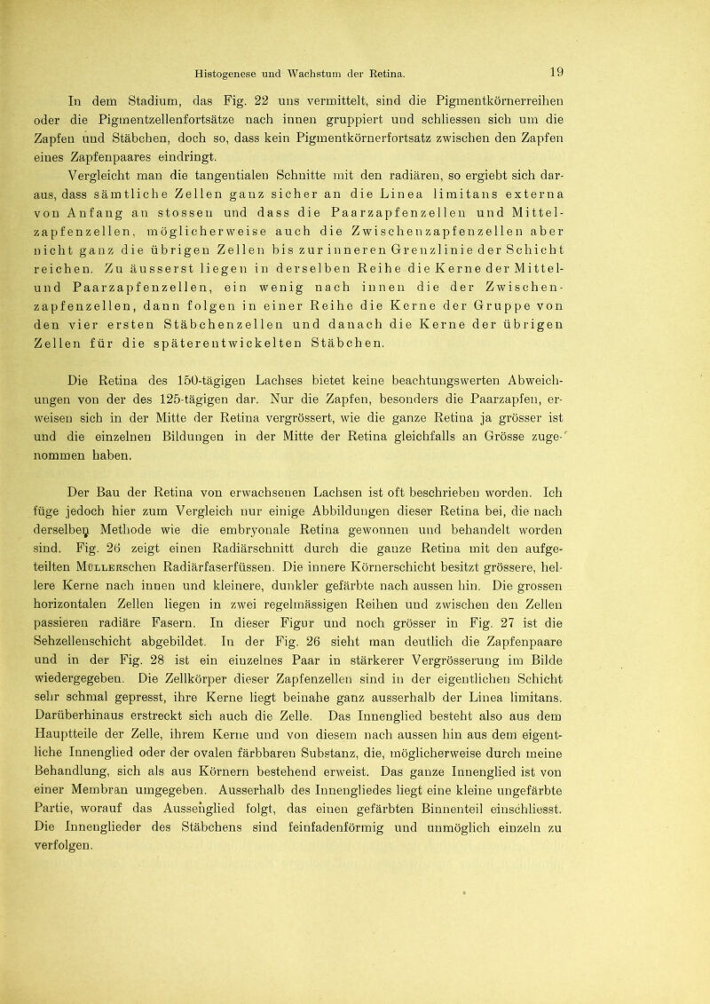 In dem Stadium, das Fig. 22 uns vermittelt, sind die Pigmentkörnerreihen oder die Pigmentzellenfortsätze nach innen gruppiert und schliessen sich um die Zapfen und Stäbchen, doch so, dass kein Pigmentkörnerfortsatz zwischen den Zapfen eines Zapfenpaares eindringt. Vergleicht man die tangentialen Schnitte mit den radiären, so ergiebt sich dar- aus, dass sämtliche Zellen ganz sicher an die Linea limitans externa von Anfang an stosseu und dass die Paarzapfenzellen und Mittel- zapfenzellen, möglicherweise auch die Zwischen zapfen zellen aber nicht ganz die übrigen Zellen bis zur inneren Grenzlinie der Schicht reichen. Zu äusserst liegen in derselben Reihe die Kerne der Mitte 1- und Paar zapfen zellen, ein wenig nach innen die der Zwischen- zapfen zellen, dann folgen in einer Reihe die Kerne der Gruppe von den vier ersten Stäbchen zellen und danach die Kerne der übrigen Zellen für die späterentwickelten Stäbchen. Die Retina des 150-tägigen Lachses bietet keine beachtungswerten Abweich- ungen von der des 125-tägigen dar. Nur die Zapfen, besonders die Paarzapfen, er- weisen sich in der Mitte der Retina vergrössert, wie die ganze Retina ja grösser ist und die einzelnen Bildungen in der Mitte der Retina gleichfalls an Grösse zuge-' nommen haben. Der Bau der Retina von erwachsenen Lachsen ist oft beschrieben worden. Ich füge jedoch hier zum Vergleich nur einige Abbildungen dieser Retina bei, die nach derselbe^ Methode wie die embryonale Retina gewonnen und behandelt worden sind. Fig. 26 zeigt einen Radiärschnitt durch die ganze Retina mit den aufge- teilten MüLLERsehen Radiärfaserfüssen. Die innere Körnerschicht besitzt grössere, hel- lere Kerne nach innen und kleinere, dunkler gefärbte nach aussen hin. Die grossen horizontalen Zellen liegen in zwei regelmässigen Reihen und zwischen den Zellen passieren radiäre Fasern. In dieser Figur und noch grösser in Fig. 27 ist die Sehzellenschicht abgebildet. In der Fig. 26 sieht man deutlich die Zapfenpaare und in der Fig. 28 ist ein einzelnes Paar in stärkerer Vergrösserung im Bilde wiedergegeben. Die Zellkörper dieser Zapfenzellen sind in der eigentlichen Schicht sehr schmal gepresst, ihre Kerne liegt beinahe ganz ausserhalb der Linea limitans. Darüberhinaus erstreckt sich auch die Zelle. Das Innenglied besteht also aus dem Hauptteile der Zelle, ihrem Kerne und von diesem nach aussen hin aus dem eigent- liche Innenglied oder der ovalen färbbaren Substanz, die, möglicherweise durch meine Behandlung, sich als aus Körnern bestehend erweist. Das ganze Innenglied ist von einer Membran umgegeben. Ausserhalb des Innengliedes liegt eine kleine ungefärbte Partie, worauf das Aussehglied folgt, das einen gefärbten Binnenteil einschliesst. Die Innenglieder des Stäbchens sind feinfadenförmig und unmöglich einzeln zu verfolgen.