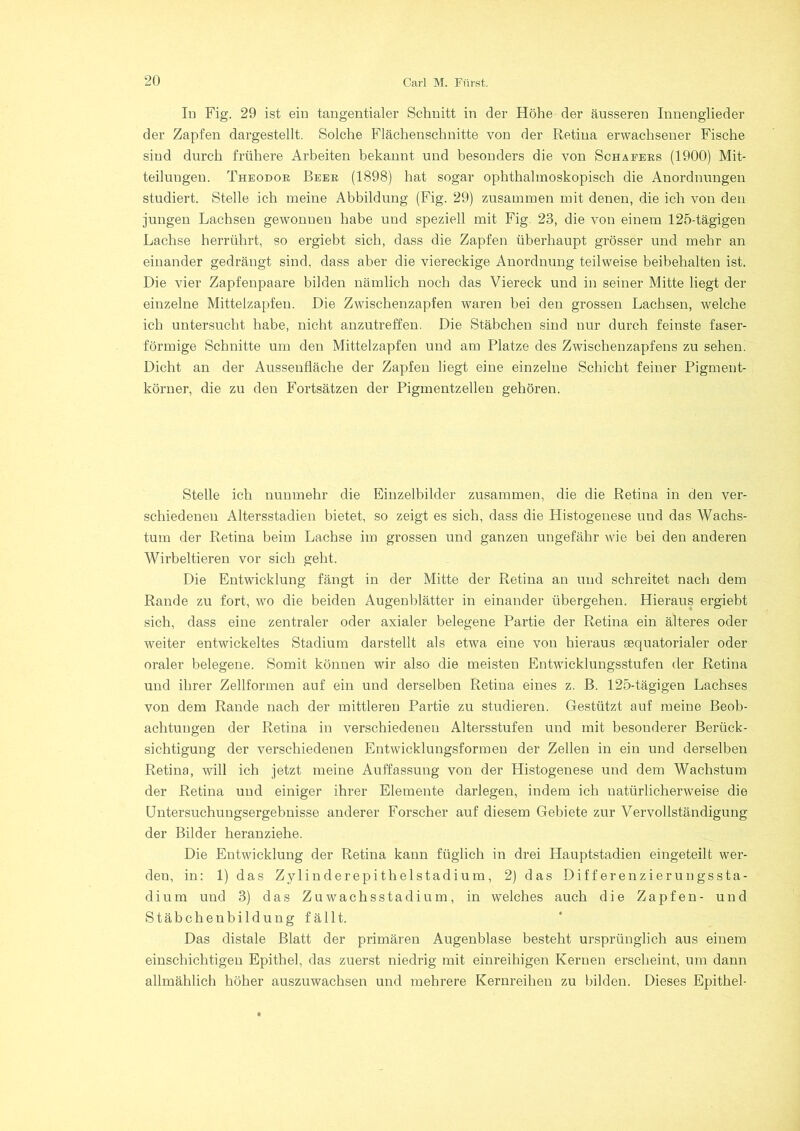 Id Fig. 29 ist ein tangentialer Schnitt in der Höhe der äusseren Innenglieder der Zapfen dargestellt. Solche Flächenschnitte von der Retina erwachsener Fische sind durch frühere Arbeiten bekannt und besonders die von Schäfers (1900) Mit- teilungen. Theodor Beer (1898) hat sogar ophthalmoskopisch die Anordnungen studiert. Stelle ich meine Abbildung (Fig. 29) zusammen mit denen, die ich von den jungen Lachsen gewonnen habe und speziell mit Fig 23, die von einem 125-tägigen Lachse herrührt, so ergiebt sich, dass die Zapfen überhaupt grösser und mehr an einander gedrängt sind, dass aber die viereckige Anordnung teilweise beibehalten ist. Die vier Zapfenpaare bilden nämlich noch das Viereck und in seiner Mitte liegt der einzelne Mittelzapfen. Die Zwischenzapfen waren bei den grossen Lachsen, welche ich untersucht habe, nicht anzutreffen. Die Stäbchen sind nur durch feinste faser- förmige Schnitte um den Mittelzapfen und am Platze des Zwischenzapfens zu sehen. Dicht an der Ausseufläche der Zapfen liegt eine einzelne Schicht feiner Pigment- körner, die zu den Fortsätzen der Pigmentzellen gehören. Stelle ich nunmehr die Einzelbilder zusammen, die die Retina in den ver- schiedenen Altersstadien bietet, so zeigt es sich, dass die ITistogenese und das Wachs- tum der Retina beim Lachse im grossen und ganzen ungefähr wie bei den anderen Wirbeltieren vor sich geht. Die Entwicklung fängt in der Mitte der Retina an und schreitet nach dem Rande zu fort, wo die beiden Augenblätter in einander übergehen. Hieraus ergiebt sich, dass eine zentraler oder axialer belegene Partie der Retina ein älteres oder weiter entwickeltes Stadium darstellt als etwa eine von hieraus aequatorialer oder oraler belegene. Somit können wir also die meisten Entwicklungsstufen der Retina und ihrer Zellformen auf ein und derselben Retina eines z. B. 125-tägigen Lachses von dem Rande nach der mittleren Partie zu studieren. Gestützt auf meine Beob- achtungen der Retina in verschiedenen Altersstufen und mit besonderer Berück- sichtigung der verschiedenen Entwicklungsformen der Zellen in ein und derselben Retina, will ich jetzt meine Auffassung von der Histogenese und dem Wachstum der Retina und einiger ihrer Elemente darlegen, indem ich natürlicherweise die Untersuchungsergebnisse anderer Forscher auf diesem Gebiete zur Vervollständigung der Bilder heranziehe. Die Entwicklung der Retina kann füglich in drei Hauptstadien eingeteilt wer- den, in: 1) das Zylinderepithelstadium, 2) das Differenzierungssta- dium und 3) das Zuwachsstadium, in welches auch die Zapfen- und Stäbchenbildung fällt. Das distale Blatt der primären Augenblase besteht ursprünglich aus einem einschichtigen Epithel, das zuerst niedrig mit einreihigen Kernen erscheint, um dann allmählich höher auszuwachsen und mehrere Kernreihen zu bilden. Dieses Epithel-