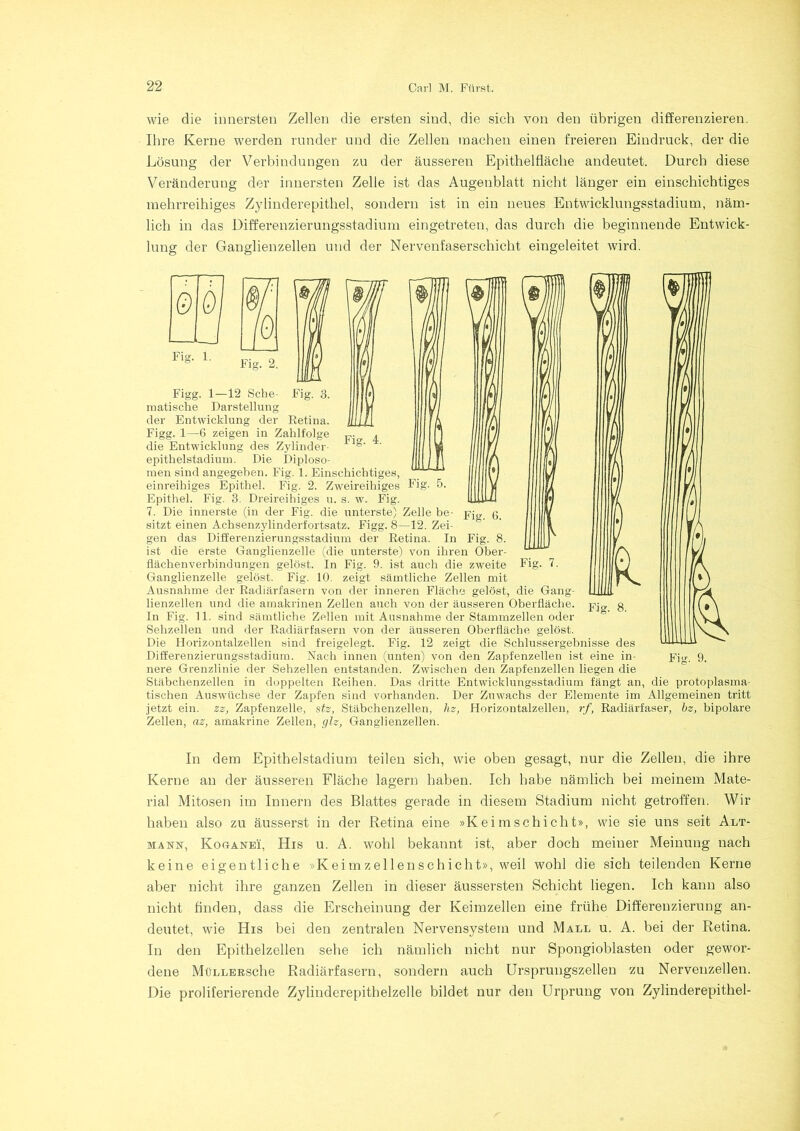 wie die innersten Zellen die ersten sind, die sich von den übrigen differenzieren. Ihre Kerne werden runder und die Zellen machen einen freieren Eindruck, der die Lösung der Verbindungen zu der äusseren Epithelfläche andeutet. Durch diese Veränderung der innersten Zelle ist das Augenblatt nicht länger ein einschichtiges mehrreihiges Zylinderepithel, sondern ist in ein neues Entwicklungsstadium, näm- lich in das Differenzierungsstadium eingetreten, das durch die beginnende Entwick- lung der Ganglienzellen und der Nervenfaserschicht eingeleitet wird. Fig. l. Figg. 1—12 Sche- matische Darstellung der Entwicklung der Retina. Figg. 1—6 zeigen in Zahlfolge die Entwicklung des Zylinder epithelstadium. Die Diploso- men sind angegeben. Fig. 1. Einschichtiges, einreihiges Epithel. Fig. 2. Zweireihiges Epithel. Fig. 3. Dreireihiges u. s. w. Fig. 7. Die innerste (in der Fig. die unterste) Zelle be- sitzt einen Achsenzylinderfortsatz. Figg. 8—12. Zei- gen das Differenzierungsstadium der Retina. In ist die erste Ganglienzelle (die unterste) von ihren Ober- flächenverbindungen gelöst. In Fig. 9. ist auch die zweite Ganglienzelle gelöst. Fig. 10. zeigt sämtliche Zellen mit Ausnahme der Radiärfasern von der inneren Fläche gelöst, die Gang- lienzellen und die amakrinen Zellen auch von der äusseren Oberfläche. In Fig. 11. sind sämtliche Zellen mit Ausnahme der Stammzellen oder Sehzellen und der Radiärfasern von der äusseren Oberfläche gelöst. Die Horizontalzellen sind freigelegt. Fig. 12 zeigt die Schlussergebnisse des Differenzierungsstadium. Nach innen (unten) von den Zapfenzellen ist eine in- nere Grenzlinie der Sehzellen entstanden. Zwischen den Zapfenzellen liegen die Stäbchenzellen in doppelten Reihen. Das dritte Entwicklungsstadium fängt an, die protoplasma- tischen AusAvüchse der Zapfen sind vorhanden. Der Zuwachs der Elemente im Allgemeinen tritt jetzt ein. zz, Zapfenzelle, stz, Stäbchenzellen, hz, Horizontalzellen, rf, Radiärfaser, bz, bipolare Zellen, az, amakrine Zellen, glz, Ganglienzellen. In dem Epithelstadium teilen sich, wie oben gesagt, nur die Zellen, die ihre Kerne an der äusseren Fläche lagern haben. Ich habe nämlich bei meinem Mate- rial Mitosen im Innern des Blattes gerade in diesem Stadium nicht getroffen. Wir haben also zu äusserst in der Retina eine »Keimschicht», wie sie uns seit Alt- mam, Kooänei, His u. A. wohl bekannt ist, aber doch meiner Meinung nach keine eigentliche »Keimzellenschicht», weil wohl die sich teilenden Kerne aber nicht ihre ganzen Zellen in dieser äussersten Schicht liegen. Ich kann also nicht Anden, dass die Erscheinung der Keimzellen eine frühe Differenzierung an- deutet, wie His bei den zentralen Nervensystem und Mall u. A. bei der Retina. In den Epithelzellen sehe ich nämlich nicht nur Spongioblasten oder gewor- dene MüLLERsche Radiärfasern, sondern auch Ursprungszellen zu Nervenzellen. Die proliferierende Zylinderepithelzelle bildet nur den Urprung von Zylinderepithel-
