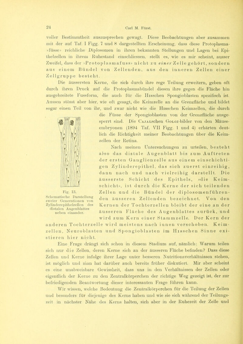 voller Bestimmtheit auszusprechen gewagt. Diese Beobachtungen aber zusammen mit der auf Taf. I Figg. 7 und 8 dargestellten Erscheinung, dass diese Protoplasma- »fiisse» reichliche Diplosomen in ihren bekannten Stellungen und Lagen bei Epi- thelzellen in ihrem Ruhestand einschliessen, stellt es, wie es mir scheint, ausser Zweifel, dass der »Protoplasmafuss» nicht zu einer Zelle gehört, sondern aus einem Bündel von Zellenden, aus den inneren Zellen einer Zell gruppe besteht. Die äussersten Kerne, die sich durch ihre rege Teilung erweitern, geben oft durch ihren Druck auf die Protoplasmabündel diesen ihre gegen die Fläche hin ausgebreitete Fussfonn, die auch für die Hisschen Spongioblasten spezifisch ist. Aussen stösst aber hier, wie oft gesagt, die Keimzelle an die Grenzfläche und bildet sogar einen Teil von ihr, und zwar nicht wie die Hisschen Keimzellen, die durch die Fiisse der Spongioblasten von der Grenzfläche ausge- sperrt sind. Die CAJALSchen GoLöi-bilder von den Mäuse- embryonen (1894 Taf. VII Figg. 1 und 4) erhärten deut- lich die Richtigkeit meiner Beobachtungen über die Keim- zellen der Retina. Nach meinen Untersuchungen zu urteilen, besteht also das distale Augenblatt. bis zum Auftreten der ersten Ganglienzelle aus einem einschichti- gen Zylinderepithel, das sich zuerst einreihig, dann nach und nach vielreihig dar stellt. Die ausser ste Schicht des Epithels, »die Keim- schicht», ist durch die Kerne der sich teilenden Zellen und die Bündel der diplosomenführen- den äusseren Zellenden bezeichnet. Von den Kernen der Tochter zellen bleibt der eine an der äusseren Fläche des Augenblattes zurück, und wird zum Kern einer Stamm zelle. Der Kern der anderen Tochter zelle wird meistens nach innen verschoben. Keim- zellen, Neuroblasten und Spongioblasten im Hisschen Sinne exi- stieren hier nicht. Eine Frage drängt sich schon in diesem Stadium auf, nämlich: Warum teilen sich nur die Zellen, deren Kerne sich an der äusseren Fläche befinden? Dass diese Zellen und Kerne infolge ihrer Lage unter besseren Rutritionsverhältnissen stehen, ist möglich und man hat darüber auch bereits früher diskutiert. Mir aber scheint es eine unabweisbare Gewissheit, dass uns in den Verhältnissen der Zellen oder eigentlich der Kerne zu den Zentralkörperchen der richtige Weg gezeigt ist, der zur befriedigenden Beantwortung dieser interessanten Frage führen kann. Wir wissen, welche Bedeutung die Zentralkörperchen für die Teilung der Zellen und besonders für diejenige des Kerns haben und wie sie sich während der Teilungs- zeit in nächster Nähe des Kerns halten, sich aber in der Ruhezeit der Zelle und Fig. 13. Schematische Darstellung zweier Generationen von Zylinderepithelzellen des distalen Augenblattes neben einander.