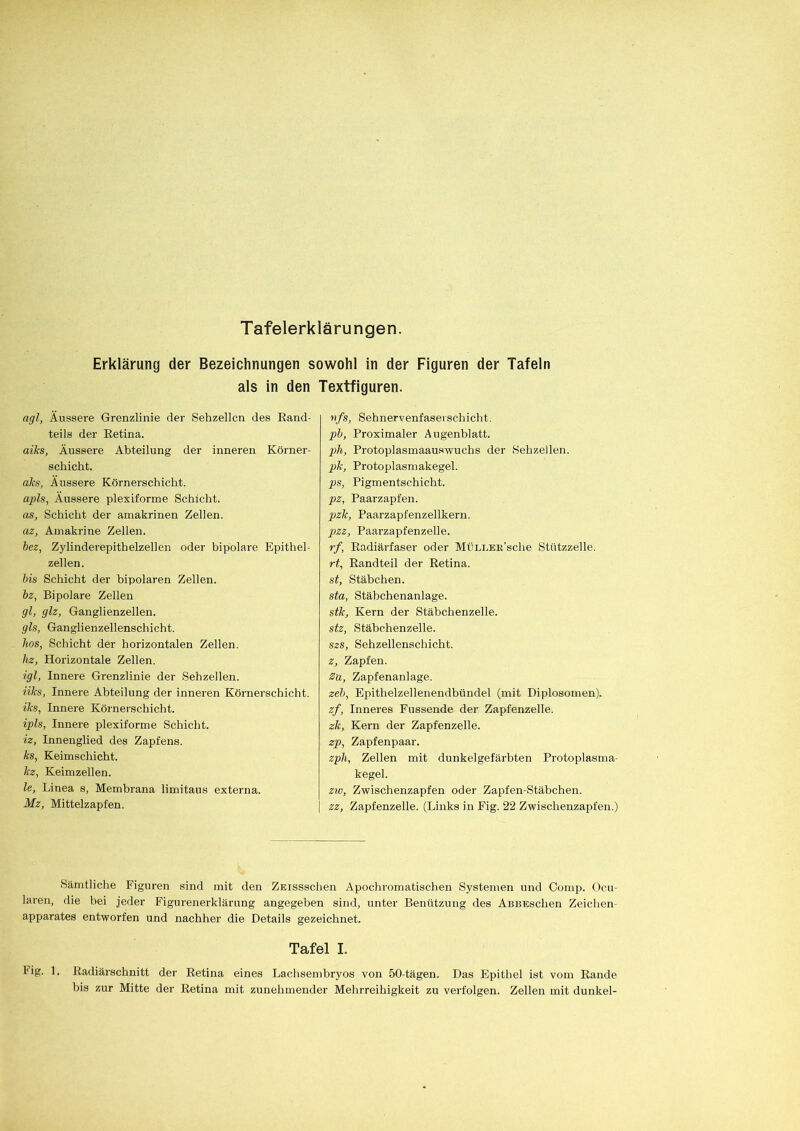 Tafelerklärungen. Erklärung der Bezeichnungen sowohl in der Figuren der Tafeln als in den Textfiguren. agl, Äussere Grenzlinie der Sehzellcn des Rand- teils der Retina. aiks, Äussere Abteilung der inneren Körner- schicht. aks, Äussere Körnerschicht. apls, Äussere plexiforme Schicht. as, Schicht der amakrinen Zellen. az, Amakrine Zellen. bez, Zylinderepithelzellen oder bipolare Epithel- zellen. bis Schicht der bipolaren Zellen. bz, Bipolare Zellen gl, glz, Ganglienzellen. gls, Ganglienzellenschicht. hos, Schicht der horizontalen Zellen. hz, Horizontale Zellen. igl, Innere Grenzlinie der Sehzellen. iiks, Innere Abteilung der inneren Körnerschicht. iks, Innere Körnerschicht. ipls, Innere plexiforme Schicht. iz, Innenglied des Zapfens. ks, Keimschicht. kz, Keimzellen. le, Linea s, Membrana limitaus externa. Mz, Mittelzapfen. vfs, Sehnervenfaserschicht. pb, Proximaler Augenblatt. pb, Protoplasmaauswuchs der Sehzellen. pk, Protoplasmakegel. ps, Pigmentschicht. pz, Paarzapfen. pzk, Paarzapfenzellkern. pzz, Paarzapfenzelle. rf, Radiärfaser oder Müllkk’scIic Stiitzzelle. rt, Randteil der Retina. st, Stäbchen. sta, Stäbchenanlage. stk, Kern der Stäbchenzelle. stz, Stäbchenzelle. szs, Sehzellenschicht. z, Zapfen. Za, Zapfenanlage. zeb, Epithelzellenendbündel (mit Diplosomen). zf, Inneres Fussende der Zapfenzelle. zk, Kern der Zapfenzelle. zp, Zapfenpaar. zph, Zellen mit dunkelgefärbten Protoplasma- kegel. zw, Zwischenzapfen oder Zapfen-Stäbchen. zz, Zapfenzelle. (Links in Fig. 22 Zwischenzapfen.) Sämtliche Figuren sind mit den ZEissschen Apochromatischen Systemen und Comp. Ocu laren, die bei jeder Figurenerklärung angegeben sind, unter Benützung des AßBEschen Zeichen- apparates entworfen und nachher die Details gezeichnet. Tafel I. Fig. 1. Radiärschnitt der Retina eines Lachsembryos von 50-tägen. Das Epithel ist vom Rande bis zur Mitte der Retina mit zunehmender Mehrreihigkeit zu verfolgen. Zellen mit dunkel-