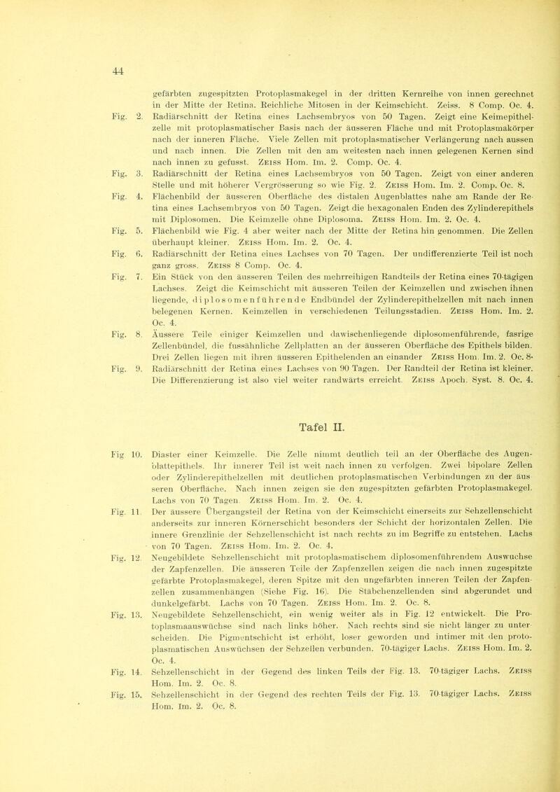 gefärbten zugespitzten Protoplasmakegel in der dritten Kernreihe von innen gerechnet in der Mitte der Retina. Reichliche Mitosen in der Keimschicht. Zeiss. 8 Comp. Oc. 4. Fig. 2. Radiärschnitt der Retina eines Lachsembryos von 50 Tagen. Zeigt eine Keimepithel- zelle mit protoplasmatischer Basis nach der äusseren Fläche und mit Protoplasmakörper nach der inneren Fläche. Viele Zellen mit protoplasmatischer Verlängerung nach aussen und nach innen. Die Zellen mit den am weitesten nach innen gelegenen Kernen sind nach innen zu gefusst. Zeiss Hom. Im. 2. Comp. Oc. 4. Fig. 3. Radiärschnitt der Retina eines Lachsembryos von 50 Tagen. Zeigt von einer anderen Stelle und mit höherer Vergrösserung so wie Fig. 2. Zeiss Hom. Im. 2. Comp. Oc. 8. Fig. 4. Flächenbild der äusseren Oberfläche des distalen Augenblattes nahe am Rande der Re- tina eines Lachsembryos von 50 Tagen. Zeigt die hexagonalen Enden des Zylinderepithels mit Diplosomen. Die Keimzelle ohne Diplosoma. Zeiss Hom. Im. 2. Oc. 4. Fig. 5. Flächenbild wie Fig. 4 aber weiter nach der Mitte der Retina hin genommen. Die Zellen überhaupt kleiner. Zeiss Hom. Im. 2. Oc. 4. Fig. 6. Radiärschnitt der Retina eines Lachses von 70 Tagen. Der undifferenzierte Teil ist noch ganz gross. Zeiss 8 Comp. Oc. 4. Fig. 7. Ein Stück von den äusseren Teilen des mehrreihigen Randteils der Retina eines 70-tägigen Lachses. Zeigt die Keimschicht mit äusseren Teilen der Keimzellen und zwischen ihnen liegende, diplosomenführende Endbündel der Zylinderepithelzellen mit nach innen belegenen Kernen. Keimzellen in verschiedenen Teilungsstadien. Zeiss Hom. Im. 2. Oc. 4. Fig. 8. Äussere Teile einiger Keimzellen und dawischenliegende diplosomenführende, fasrige Zellenbündel, die fussähnliche Zellplatten an der äusseren Oberfläche des Epithels bilden. Drei Zellen liegen mit ihren äusseren Epithelenden an einander Zeiss Hom. Im. 2. Oc. 8- Fig. 9. Radiärschnitt der Retina eines Lachses von 90 Tagen. Der Randteil der Retina ist kleiner. Die Differenzierung ist also viel weiter randwärts erreicht. Zeiss Apoch. Syst. 8. Oc. 4. Tafel II. Fig 10. Diaster einer Keimzelle. Die Zelle nimmt deutlich teil an der Oberfläche des Augen- blattepithels. Ihr innerer Teil ist weit nach innen zu verfolgen. Zwei bipolare Zellen oder Zylinderepithelzellen mit deutlichen protoplasmatischen Verbindungen zu der äus seren Oberfläche. Nach innen zeigen sie den zugespitzten gefärbten Protoplasmakegel. Lachs von 70 Tagen Zeiss Hom. Im. 2. Oc. 4. Fig. 11. Der äussere Übergangsteil der Retina von der Keimschicht einerseits zur Sehzellenschicht anderseits zur inneren Körnerschicht besonders der Schicht der horizontalen Zellen. Die innere Grenzlinie der Sehzellenschicht ist nach rechts zu im Begriffe zu entstehen. Lachs ■ von 70 Tagen. Zeiss Hom. Im. 2. Oc. 4. Fig. 12. Neugebildete Sehzellenschicht mit protoplasmatischem diplosomenführendem Auswüchse der Zapfenzellen. Die äusseren Teile der Zapfenzellen zeigen die nach innen zugespitzte gefärbte Protoplasmakegel, deren Spitze mit den ungefärbten inneren Teilen der Zapfen- zellen Zusammenhängen (Siehe Fig. 16). Die Stäbchenzellenden sind abgerundet und dunkelgefärbt. Lachs von 70 Tagen. Zeiss Hom. Im. 2. Oc. 8. Fig. 13. Neugebildete Sehzellenschicht, ein wenig weiter als in Fig. 12 entwickelt. Die Pro- toplasmaauswüchse sind nach links höher. Nach rechts sind sie nicht länger zu unter- scheiden. Die Pigmentschicht ist erhöht, loser geworden und intimer mit den proto- plasmatischen Auswüchsen der Sehzellen verbunden. 70-tägiger Lachs. Zeiss Hom. Im. 2. Oc. 4. Fig. 14. Sehzellenschicht in der Gegend des linken Teils der Fig. 13. 70-tägiger Lachs. Zeiss Hom. Im. 2. Oc. 8. Fig. 15. Sehzellenschicht in der Gegend des rechten Teils der Fig. 13. 70-tägiger Lachs. Zeiss Hom. Im. 2. Oc. 8.