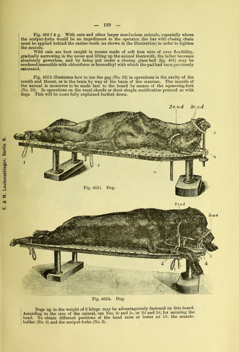 Fig. 462 f & g. With cats and other larger mordacious animals, especially where the occiput-forks would be an impediment to the operator, the bar with closing chain must be applied behind the canine-teeth (as shown in the illustration) in order to tighten the muzzle. Wild cats are best caught in nooses made of soft iron wire of easy flexibility, gradually narrowing in the noose and lifting up the animal therewith, the latter becomes absolutely powerless, and by being put under a closing glass-bell (fig. 481) may be rendered insensible with chloroform orbromethyl with which the pad had been previously saturated. Fig. 462 h illustrates how to use the gag (No. 12) in operations in the cavity of the mouth and throat, or in the brain by way of the basis of the cranium. The muzzle of the animal is moreover to be made fast to the board by means of the squeezing-fork (No. 16). In operations on the vocal chords or their simple rectification proceed as with dogs. This will be more fully explained further down. Zc.n.d Sc.u.d. Fig. 462 k. Dog. Dogs up to the weight of 6 kilogr. may be advantageously fastened on this board. According to the size of the animal, use Nos. 2c and 3c, or 2d and 2>d, for securing the head. To obtain different positions of the head raise or lower ad lib. the muzzle- holder (No. 3) and the occiput-forks (No. 2).