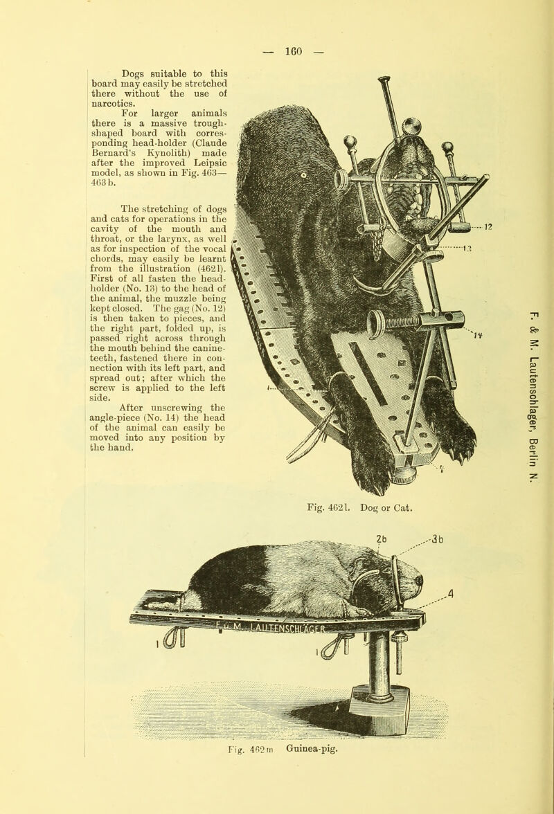 Dogs suitable to this board may easily be stretched there without the use of narcotics. For larger animals there is a massive trough- shaped board with corres- ponding head-holder (Claude Bernard’s Kynolith) made after the improved Leipsic model, as shown in Fig. 4G3— 4G3b. The stretching of dogs and cats for operations in the cavity of the mouth and throat, or the larynx, as well as for inspection of the vocal chords, may easily be learnt from the illustration (4621). First of all fasten the head- holder (No. 13) to the head of the animal, the muzzle being kept closed. The gag (No. 12) is then taken to pieces, and the right part, folded up, is passed right across through the mouth behind the canine- teeth, fastened there in con- the hand. Fig. 4G21. Dog or Cat. Fig. 402 m Guinea-pig. t-AUTFNSPHI