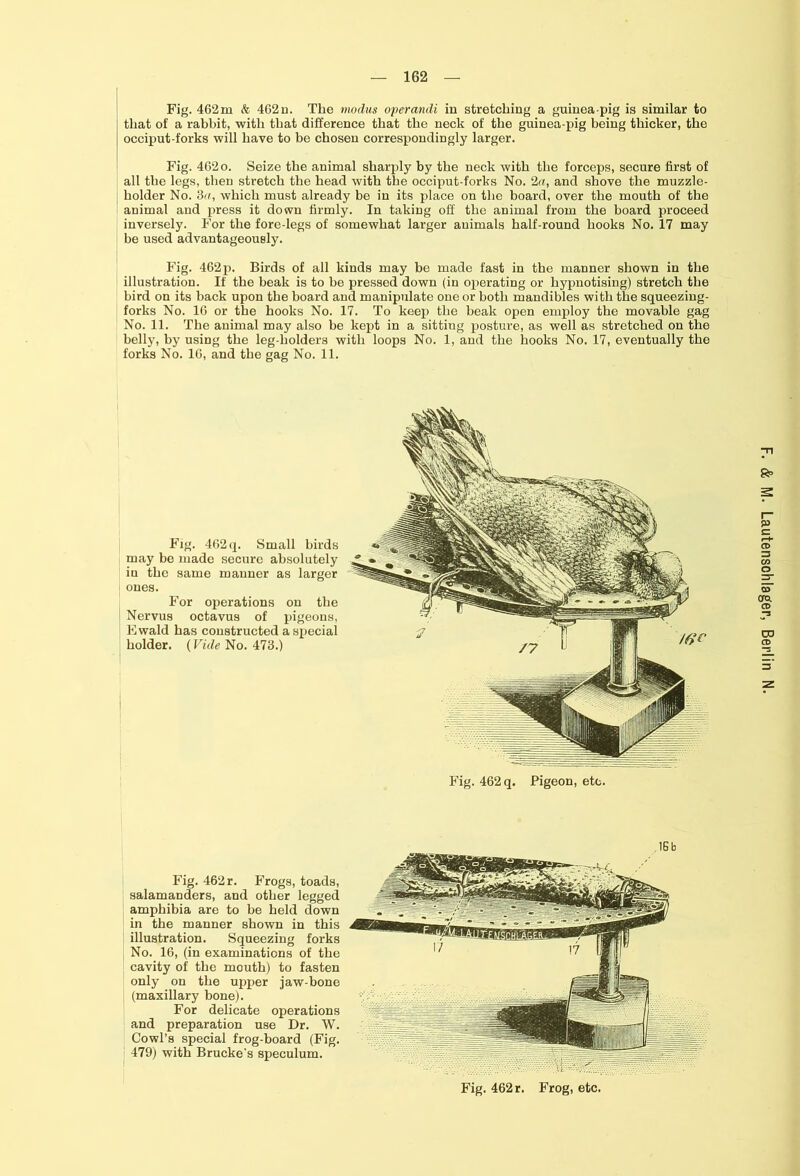 Fig. 462m & 462n. The modus operandi in stretching a guinea-pig is similar to that of a rabbit, with that difference that the neck of the guinea-pig being thicker, the occiput-forks will have to be chosen correspondingly larger. Fig. 462 o. Seize the animal sharply by the neck with the forceps, secure first of all the legs, then stretch the head with the occiput-forks No. 2«, and shove the muzzle- holder No. 3u, which must already be in its place on the board, over the mouth of the animal and press it down firmly. In taking off the animal from the board proceed inversely. For the fore-legs of somewhat larger animals half-round hooks No. 17 may be used advantageously. Fig. 462p. Birds of all kinds may be made fast in the manner shown in the illustration. If the beak is to be pressed down (in operating or hypnotising) stretch the bird on its back upon the board and manipulate one or both mandibles with the squeezing- forks No. 16 or the hooks No. 17. To keep the beak open employ the movable gag No. 11. The animal may also be kept in a sitting posture, as well as stretched on the belly, by using the leg-holders with loops No. 1, and the hooks No. 17, eventually the forks No. 16, and the gag No. 11. holder. {Vide No. 473.) Fig. 462 q. Pigeon, etc. Fig. 462 r. Frogs, toads, salamanders, and other legged amphibia are to be held down in the manner shown in this illustration. Squeezing forks No. 16, (in examinations of the cavity of the mouth) to fasten only on the upper jaw-bone (maxillary bone). For delicate operations and preparation use Dr. W. Cowl’s special frog-board (Fig. 479) with Brucke's speculum. 1Gb Fig. 462 r. Frog, etc.