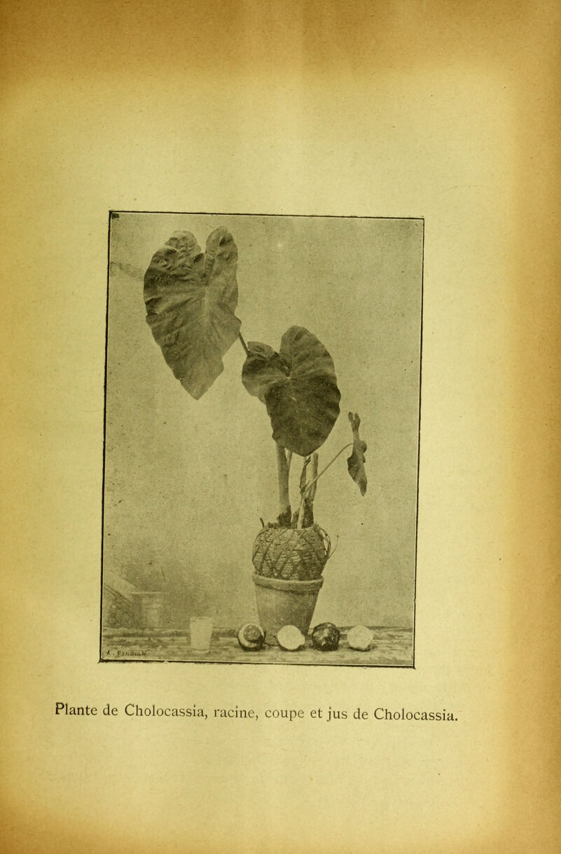 Plante de Cholocassia, racine, coupe et jus de Cholocassia