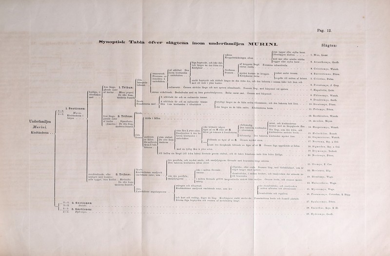 Pag. 12. Underfamiljen Mur i ni. Kindtänderna . . , Synoptisk Tatola öfVer släg-tena inom underfamiljen IM l H IM. 1—3. —3. 1. Sectionen: Mur t s. Kindtänderna i början . . . knölign, i öfverkäkcn med . . 3;ne långs- 1. Tribus: gående rader af knölar . . Mures proprii. De öfre fram- tänderna framtill, 2:ne långs- 2. Tribus: gåer.de rader af knölar . . . Sigmodontes. (America.) De öfre fram- tändernn framtill släta. Interparie- talbenet. . transverselt. Processus co ronoidetis å underkäken. väl utbildad. Den första kindtanden i underkäken. . . . 'föga hoptryckt, och icke dub- belt längre Un den 2:dra d:o. Kindpåsar saknas. Kroppsbetäckningcn ofvan /af kroppens . I nästan runda. futan taggar eller styfva borst. lÖfverläppen klufven . . . • • • <med mer eller mindre talrika (taggar eller styfva borst . . längd. Foramina infraorbitalia förefinnas. . i Svansen . mycket kortai | Kindpåsurne starkt hoptryckt och dubbelt längre än den 2:dra d:o, Oi med ett veck i yttre kanten e än kroppen. . Icndast un(1er öronen. . . äcka ... \ | ungefar till midten af bröstc ch den bakersta i samma käke helt liten och rudimentär. Öronen särdeles långa och mot spetsen afsmalnande. Svansen nästan cirkclrundt. Benhufvudet med en liten postorbitalprocess. Bulla: ossem små. Öronci 3 utbildade tår och en rudimentär tumme Img, med hårpensel vid spetsen, med hårpensel fårade. FramfÖtterna med 4 utbildade tår och en rudimentär tumme. (betydligt längre än de båda andra Den l:sta kindtanden i öfverkäkcn . . . .< Ii eke längre än de båda andra. K släta. ‘Öronen utstående ur fällen. De mellersta tårna å bok-, fötterna . . utan simhud, De öfre fran tänderna . utan fåra å yttre sidan. Emaljvecken å den ba- kersta kindtanden i underkäken icke bildande någon figur af en 8 eller ett S. Klon på tummen å framfötterna / ofullständig. I Den bakersta öfverkäken ) fullständig. (bildande en figur af en 8. Öronen i jeinte den föregående bildande en figi med en tydlig fåra å yttre sidan till lialfva sin längd (till 2:dra leden) förenade genom simhud, och de bakre fotsulorna mycl ei ar ai ■ äro parallcla, ock mycket smala, och emaljslyngorna förenade' med hvarandra Den bakersta kindtanden ofvan störst strecktceknade, eller 3. Tribus: möjligen med transver- sella ryggar, man knölar. .. Mengnides. De öfre fram- tänderna framtill. fårade. Kindtändernas emaljveck omslutande rutor, som . . /■icke i midten förenade; icke äro parallcla; emaljslyngorne . I rutorne . i midten förenade genom longitudinella utskott frå | måttig . clliptiska, eller ovr något längre emot rbomboldiska, i midjet till hvarnndra. . Underkäkens angularprocess f utdragen och tillspetsad. Kindtändernas emaljveck omslutande rutor, : 2. Sectionen: Smintlii. helt kort och trubbig, högre än lång. Kindbågarne starkt utstående. I Klorna föga hoptryckta och svansen af medelmåttig längd. 3. Sectionen: JJydromyes. tillsammans, och den bakersta helt liten, . . ndtänderna breda I minst, och kindtändernas Slägten: 1. Mus, Linné. 2. Acanthomys, Geoffr. 3. Cricetomys, Waterh. 4. Saccostomus, Péters. 5. Cricetus, Pallas. 6. Pseudomys, J. Gray. 7. Hapalotis, Licht. 8. Phloeomys, Waterh. 9. Dcndromys, Smith. 10. Steatomys, Péters. 11. P e 1 o m y s, Péters. 12. Reithrodon, Waterh. 13. Acodon, Mc}ren. kronor med en långsgående fåra , 14. Hesperomys, Waterh. ) lika lång, som den 2:dra, och | kindtänderna serdclcs breda .... 15. Holochilus, Brandt. Den hakersta kindtanden mycket liten. :t stora ett S. Öronen föga uppstående ur fällen . ända från hälen fjälliga, längs sidorna. 16. Oxymictcrus, Waterh. 17. Neotoma, Sny. a Ord. 18. Si gm o don, Say. a Ord. 19. D rym omys, Tschudi. 20. Nectomys, Péters. . . 21. Otomys, F. Cuv. Svansen lång, med hårbeklädnad, som är Petscn 22. Me es, Illig. bredare, och emaljvecken der stötande in- ■ • • 23. Rhombomys, Wagn. emaljen. Öronen bredo, och svansen medel- Malaeothrix, Wagn. icke rhomboidiska, och emaljvecken i midten afbrutna och alternerande 25. Mystromys, Wagn. rhomboldiskn och roguliero 26. Crazschm. & Rupp. Framtänderna breda och framtill plattade. 27. Spalacomys, Peters. 28. Sminthus, Keys. & Bl. 29. Ilydromys, Geoffr.