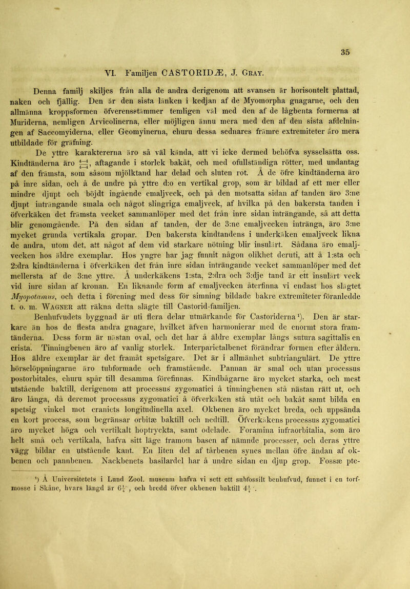 VI. Familjen CASTORIDAE, J. Gray. Denna familj skiljes från alla cle andra derigenom att svansen är horisontelt plattad, naken och fjällig. Den är den sista länken i kedjan af de Myomorpha gnagarne, och den allmänna kroppsformen öfverensstämmer temligen väl med den af de lågbenta formerna at Muriderna, nemligen Arvicolinerna, eller möjligen ännu mera med den af den sista afdelnin- gen af Saccomyiderna, eller Geomyinerna, ehuru dessa sednares främre extremiteter åro mera utbildade för gräfning. De yttre karaktererna äro så väl kända, att vi icke dermed behöfva sysselsätta oss. Kindtänderna äro aftagande i storlek bakåt, och med ofullständiga rötter, med undantag af den främsta, som såsom mjölktand har delad och sluten rot. A de öfre kindtänderna äro på inre sidan, och å de undre på yttre d:o en vertikal grop, som är bildad af ett mer eller mindre djupt och böjdt ingående emaljveck, och på den motsatta sidan af tanden äro 3:ne djupt, inträngande smala och något slingriga emaljveck, af hvilka på den bakersta tanden i öfverkäken det främsta vecket sammanlöper med det från inre sidan inträngande, så att detta blir genomgående. På den sidan af tanden, der de 3:ne emaljvecken intränga, äro 3:ne mycket grunda vertikala gropar. Den bakersta kindtandens i underkäken emalj veck likna de andra, utom det, att något af dem vid starkare nötning blir insulärt. Sådana äro emalj- vecken hos äldre exemplar. Hos yngre har jag funnit någon olikhet deruti, att å l:sta och 2:dra kindtänderna i öfverkäken det från inre sidan inträngande vecket sammanlöper med det mellersta af de 3:ne yttre. A underkäkens l:sta, 2:dra och 3:dje tand är ett insulärt veck vid inre sidan af kronan. En liknande form af emalj vecken återfinna vi endast hos slägtet Myopotamns, och detta i förening med dess för simning bildade bakre extremiteter föranledde t. o. m. Wagner att räkna detta slägte till Castorid-familjen. Benhufvudets byggnad är uti flera delar utmärkande för Castoriderna v). Den är star- kare än hos de flesta andra gnagare, hvilket äfven harmonierar med de enormt stora fram- tänderna. Dess form är nästan oval, och det har å äldre exemplar långs sutura sagittalis en crista. Tinningbenen äro af vanlig storlek. Interparietalbenet förändrar formen efter åldern. Hos äldre exemplar är det framåt spetsigare. Det är i allmänhet subtriangulärt. De yttre hörselöppningarne äro tubformade och framstående. Pannan är smal och utan processus postorbitales, ehuru spår till desamma förefinnas. Kindbågarne äro mycket starka, och mest utstående baktill, derigenom att processus zygomatici å tinningbenen stå nästan rätt ut, och äro långa, då deremot processus zygomatici å öfverkäken stå utåt och bakåt samt bilda en spetsig vinkel mot craniets longitudinella axel. Okbenen äro mycket breda, och uppsända en kort process, som begränsar orbitse baktill och nedtill. Öfverkäkens processus zygomatici äro mycket höga och vertikalt hoptryckta, samt odelade. Foramina infraorbitalia, som äro helt små och vertikala, hafva sitt läge framom basen af nämnde processer, och deras yttre vägg bildar en utstående kant. En liten del af tårbenen synes mellan öfre ändan af ok- benen och pannbenen. Nackbenets basilardel har å undre sidan en djup grop. Fossse pte- ’) Ä Universitetets i Lund Zool. museum hafva vi sett ett subfossilt benbufvud, funnet i en torf- mosse i Skåne, hvars längd är 6p , och bredd öfver okbenen baktill 4}