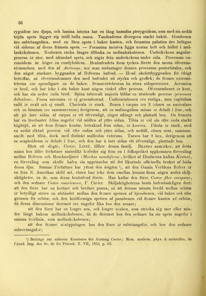 rygoidese äro djupa, och lamina interna har en lång* liamulus pterygoideus, som med sin nedåt böjda spets läg-ger sig intill bulla ossea. Tandraderna divergera starkt bakåt. Gombenen äro subtriangulära, med en liten spets i bakre kanten, och foramina palatina äro belägne vid sidorne af deras främsta spets. — Foramina incisiva ligga nästan helt och hållet i mel- lankäksbenen. Näsbenen räcka längre tillbaka än mellankäksbenen. Underkäkens angular- process är stor, med afrundad spets, och utgår från underkäkens undre sida. Processus co- ronoideus är högre än condyloideus. Benhufvudets form tyckes förete den mesta öfverens- stämmelsen med den af Arctomys, när man undantager dennes processus postorbitales, och den något starkare byggnaden af Bäfverns hufvud. — Hvad skelettbyggnaden för öfrigt beträffar, så öfverensstämmer den med hufvudet uti styrka och groflek; de främre extremi- teterna äro spensligare än de bakre. Svansvertebrorna ha stora sidoprocesser. Acromion är bred, och har icke i sin bakre kant någon vinkel eller process. Öfverarmbenet är kort, och har sin nedre ända bred. Spina tuberculi majoris bildar en utstående process (\processus deltoideus). Fossa anconsea är ej genomborrad. Underarmbenen äro rörliga, men capitulum radii är ovalt och ej rundt. Clavicula är stark. Benen i carpus äro 9 (ehuru os naviculare och os lunatura äro sammanvuxne) derigenom, att os multangulum minus är deladt i 2:ne,och att på inre sidan af carpus är ett öfvertaligt, något aflångt och plattadt ben. Os femoris har en trochanter 3:tius ungefär vid midten af yttre sidan. Tibia är vid sin öfre ända starkt bågböjd, så att dess främre kontur, betraktad från sidan, är konvex. Fibula är stark, med en nedåt riktad process vid öfre ändan och yttre sidan, och nedtill, ehuru sent, samman- smält med tibia, dock med distinkt malleolus externus. Tarsen har 9 ben, derigenom att os scaphoideum är deladt i 2:ne, och den har å inre sidan ett öfvertaligt, platttadt ben. Blott ett slägte, Castor, Linné, tillhör denna familj. Brandt anmärker, att detta namn hos äldre författare sannolikt härleder sig från en i folkspråket uppkommen förvexling mellan Bäfvern och Moschusdjuret (Moschus moschiferus), hvilket af Hinduerna kallas Kasturi, en förvexling som skulle hafva sin upprinnelse uti det likartade officinella bruket af båda dessa djur. Samme Författare har yttrat den åsigten x), att den Gamla Verldens Bäfver är en från N. Amerikas skild art, ehuru han icke dem emellan kunnat finna några andra skilj- aktigheter, än de, som deras benhufvud förete. Han kallar den förre Castor fiber europceus, och den sednare Castor americanus, F. Cuvier. Skiljaktigheterna bestå hufvudsakligen deri: att den förre har en kortare och bredare panna, så att dennas minsta bredd mellan orbitse är betydligt större än afståndet mellan den främre spetsen af hjessbenen, vid bakre och öfre gränsen för orbitse, och den knölformiga spetsen af pannbenen vid främre kanten af orbitse, då dessa dimensioner deremot äro ungefär lika hos den senare; att den förre har en längre nos, och längre näsben, som sträcka sig mer eller min- dre långt bakom mellankäksbenen, då de deremot hos den sednare ha sin spets ungefär i samma tvärlinia, som mellankäksbenen; att den främre näsöppningen hos den förre är subtriangulär, och hos den sednare subrectangulär; ') Beiträge zur näheren Kenntniss der G-attung Castor; Mem. mathém. phys. & naturelles, de 1’Acad. Imp. des Se. de S:t Pétersb. T. VII, 1855, p. 63.