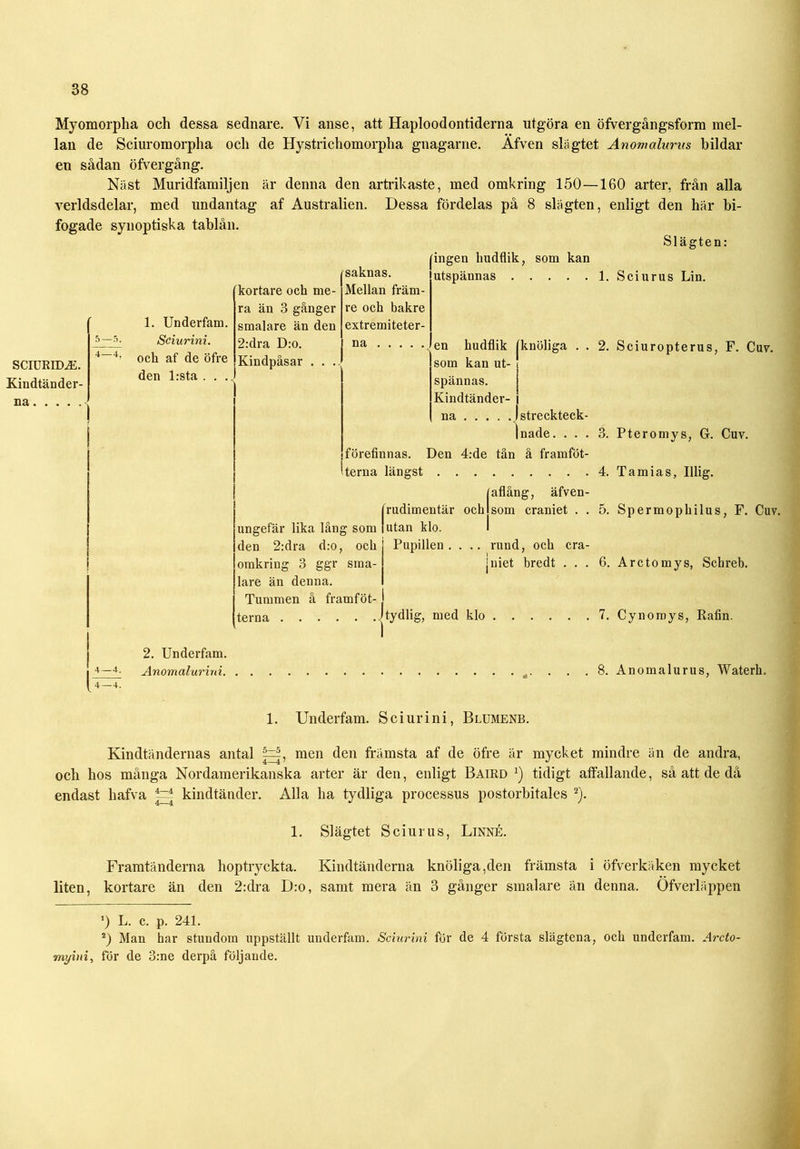 Myomorpha och dessa sednare. Yi anse, att Haploodontiderna utgöra en öfvergångsform mel- lan de Sciuromorpha och de Hystrichomorpha gnagarne. Afven slagtet Anomalurus bildar en sådan öfvergång. Näst Muridfamiljen är denna den artrikaste, med omkring 150—160 arter, från alla verldsdelar, med undantag af Australien. Dessa fördelas på 8 slägten, enligt den här bi- fogade synoptiska tablån. Slägten: 5—5. SCIURIDAi. Kindtänder- 4 — 4, na 1. Underfain. Sciurini. och af de öfre den lrsta . . .. kortare och me- ra än 3 gånger smalare än den 2:dra D:o. Kindpåsar . . ., saknas. Mellan främ- re och bakre extremiteter- na ingen hudflik, som kan utspännas 1 . en kudflik (knöliga . . 2. som kan ut- spännas. Kindtänder- na streckteck- Inade. ... 3. förefinnas. Den 4:de tån å framföt- terna längst 4. Sciurus Lin. Sciuropterus, F. Cuv. Pteromys, G. Cuv. Tamias, Ulig. ungefär lika lång som den 2:dra d:o, och omkring 3 ggr sma- lare än denna. Tummen å framföt- terna (rudimentär och lutan klo. Pupillen .... [aflång, äfven- som craniet . . 5. rund, och era- \ juiet bredt ... 6. . tydlig, med klo 7, Spermophilus, F. Cuv. Arctomys, Scbreb. Cynomys, Rafin. 2. Underfam. ■*—4. Anomalurini -. . . . 8. Anomalurus, Waterh. 4 — 4. 1. Underfam. Sciurini, Blumenb. Kindtändernas antal 5=|, men den främsta af de öfre är mycket mindre än de andra, och hos många Nordamerikanska arter är den, enligt Baird *) tidigt affallande, så att de då endast hafva ~ kindtänder. Alla ha tydliga processus postorbitales * 2). 1. Slägtet Sciurus, Linné. Framtänderna hoptryckta. Kindtänderna knöliga,den främsta i öfverkäken mycket liten, kortare än den 2:dra D:o, samt mera än 3 gånger smalare än denna. Öfverläppen *) L. c. p. 241. 2) Man har stundom uppställt underfam. Sciurini för de 4 första slägtena, och underfam. Arcto- myini, för de 3:ne derpå följande.