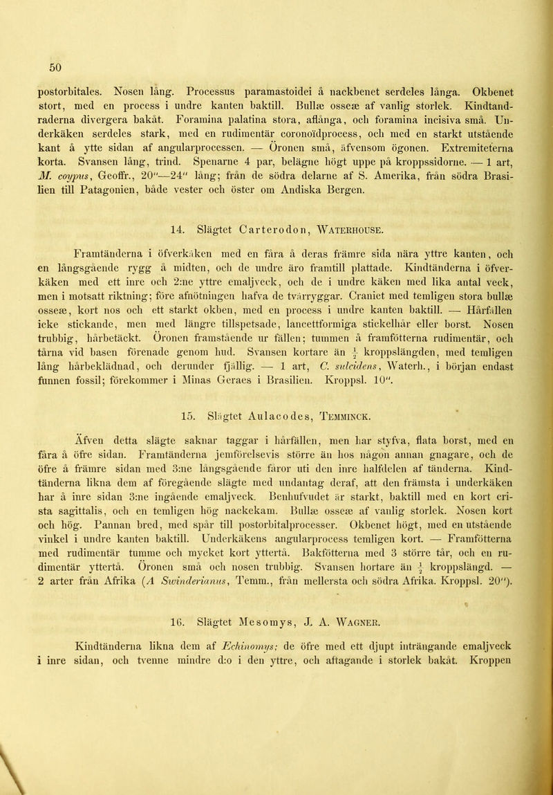 postorbitales. Nosen lång. Processus paramastoidei å nackbenet serdeles långa. Okbenet stort, med en process i undre kanten baktill. Bullm ossern af vanlig storlek. Kindtand- raderna divergera bakåt. Foramina palatina stora, aflånga, ocb foramina incisiva små. Un- derkäken serdeles stark, med en rudimentär coronoidprocess, ocb med en starkt utstående kant å ytte sidan af angularprocessen. —- Öronen små, äfvensom ögonen. Extremiteterna korta. Svansen lång, trind. Spenarne 4 par, belägne högt uppe på kroppssidorne. — 1 art, M. coypus, Geotfr., 20—24 lång; från de södra delarne af S. Amerika, från södra Brasi- lien till Patagonien, både vester och öster om Andiska Bergen. 14. Slägtet C ar t er o don, Waterhouse. Framtänderna i öfverkäken med en fåra å deras främre sida nära yttre kanten, och en långsgående rygg å midten, och de undre äro framtill plattade. Kindtänderna i öfver- käken med ett inre och 2:ne yttre emalj veck, och de i undre käken med lika antal veck, men i motsatt riktning; före afnötningen liafva de tvärryggar. Craniet med temligen stora bullse ossese, kort nos och ett starkt okben, med en process i undre kanten baktill. — Hårfallen icke stickande, men med längre tillspetsade, lancettformiga stickelhår eller borst. Nosen trubbig, hårbetäckt. Öronen framstående ur fällen; tummen å framfotterna rudimentär, och tårna vid basen förenade genom hud. Svansen kortare än j kroppslängden, med temligen lång hårbeklädnad, och derunder fjällig. — 1 art, C. sulcidens, Waterh., i början endast funnen fossil; förekommer i Minas Geraes i Brasilien. Kroppsl. 10. 15. Slagtet Aulacodes, Temminck. Afven detta slägte saknar taggar i hårfällen, men liar styfva, flata borst, med en fåra å öfre sidan. Framtänderna jemförelsevis större än hos någon annan gnagare, och de öfre å främre sidan med 3:ne långsgående fåror uti den inre halfdelen af tänderna. Kind- tänderna likna dem af föregående slägte med undantag deraf, att den främsta i underkäken har å inre sidan 3:ne ingående emalj veck. Benhufvudet är starkt, baktill med en kort cri- sta sagittalis, och en temligen hög nackekam. Bullse ossese af vanlig storlek. Nosen kort och hög. Pannan bred, med spår till postorbitalprocesser. Okbenet högt, med en utstående vinkel i undre kanten baktill. Underkäkens angularprocess temligen kort. — Framfotterna med rudimentär tumme och mycket kort yttertå. Bakfötterna med 3 större tår, och en ru- dimentär yttertå. Öronen små och nosen trubbig. Svansen hortare än \ kroppslängd. — 2 arter från Afrika (/I Swinderianus, Temm., från mellersta och södra Afrika. Kroppsl. 20). 16. Slägtet Me so mys, J, A. Wagner. Kindtänderna likna dem af Echinomys; de öfre med ett djupt inträngande emalj veck i inre sidan, och tvenne mindre d:o i den yttre, och aftagande i storlek bakåt. Kroppen