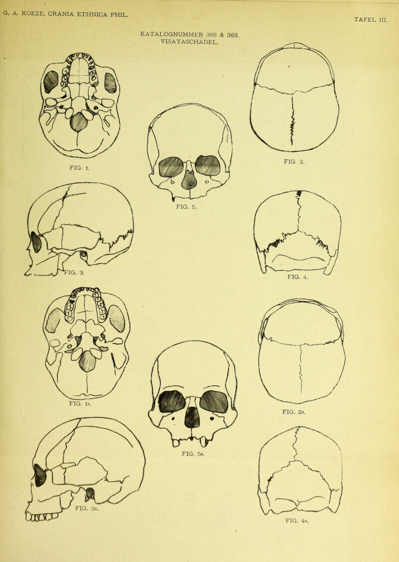 TAFEL III. KATALOGNUMMER 366 & 368. VISAYASCHADEL.