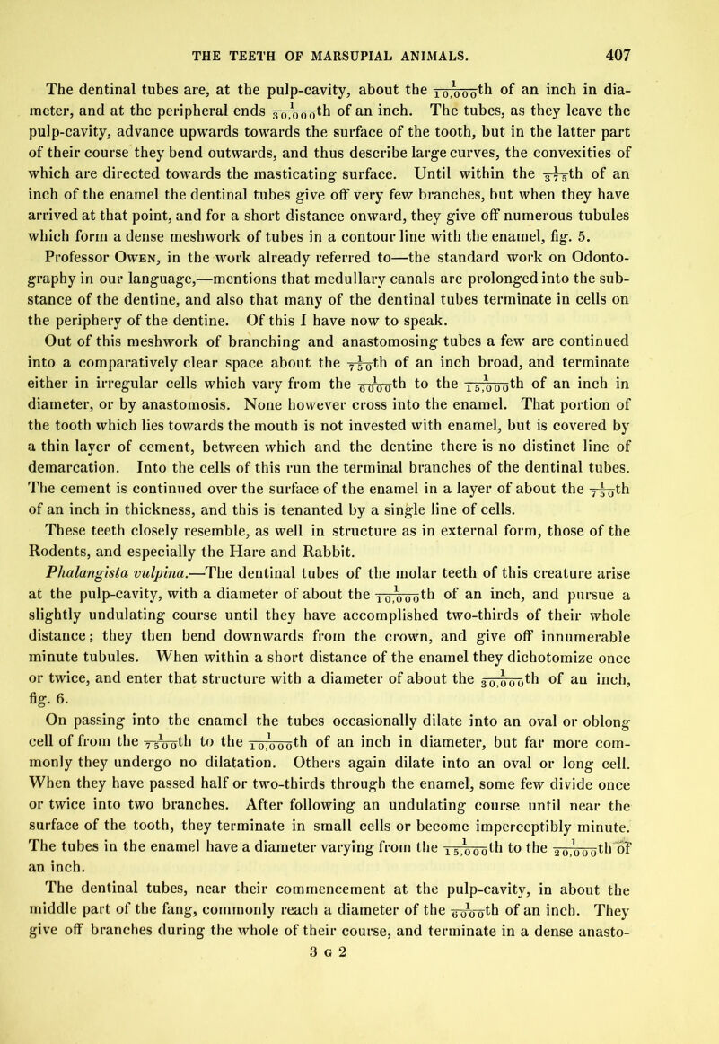 The dentinal tubes are, at the pulp-cavity, about the 10io'o'oth of an inch in dia- meter, and at the peripheral ends 3 0,000th of an inch. The tubes, as they leave the pulp-cavity, advance upwards towards the surface of the tooth, but in the latter part of their course they bend outwards, and thus describe large curves, the convexities of which are directed towards the masticating surface. Until within the gyyth of an inch of the enamel the dentinal tubes give off very few branches, but when they have arrived at that point, and for a short distance onward, they give off numerous tubules which form a dense meshwork of tubes in a contour line with the enamel, fig. 5. Professor Owen, in the work already referred to—the standard work on Odonto- graphy in our language,—mentions that medullary canals are prolonged into the sub- stance of the dentine, and also that many of the dentinal tubes terminate in cells on the periphery of the dentine. Of this I have now to speak. Out of this meshwork of branching and anastomosing tubes a few are continued into a comparatively clear space about the yyoth °f an inch broad, and terminate either in irregular cells which vary from the eoVoth to the Ts,000th of an inch in diameter, or by anastomosis. None however cross into the enamel. That portion of the tooth which lies towards the mouth is not invested with enamel, but is covered by a thin layer of cement, between which and the dentine there is no distinct line of demarcation. Into the cells of this run the terminal branches of the dentinal tubes. The cement is continued over the surface of the enamel in a layer of about the y^th of an inch in thickness, and this is tenanted by a single line of cells. These teeth closely resemble, as well in structure as in external form, those of the Rodents, and especially the Hare and Rabbit. Phalangista vulpina.—The dentinal tubes of the molar teeth of this creature arise at the pulp-cavity, with a diameter of about the 10,000th of an inch, and pursue a slightly undulating course until they have accomplished two-thirds of their whole distance; they then bend downwards from the crown, and give off innumerable minute tubules. When within a short distance of the enamel they dichotomize once or twice, and enter that structure with a diameter of about the 3 <570'ooth of an inch, fig. 6. On passing into the enamel the tubes occasionally dilate into an oval or oblong cell of from the yy^roth to the ro.ooofh °f an inch in diameter, but far more com- monly they undergo no dilatation. Others again dilate into an oval or long cell. When they have passed half or two-thirds through the enamel, some few divide once or twice into two branches. After following an undulating course until near the surface of the tooth, they terminate in small cells or become imperceptibly minute. The tubes in the enamel have a diameter varying from the 15,000th to the 201000th oT an inch. The dentinal tubes, near their commencement at the pulp-cavity, in about the middle part of the fang, commonly reach a diameter of the y^-gth of an inch. They give off branches during the whole of their course, and terminate in a dense anasto- 3 o 2