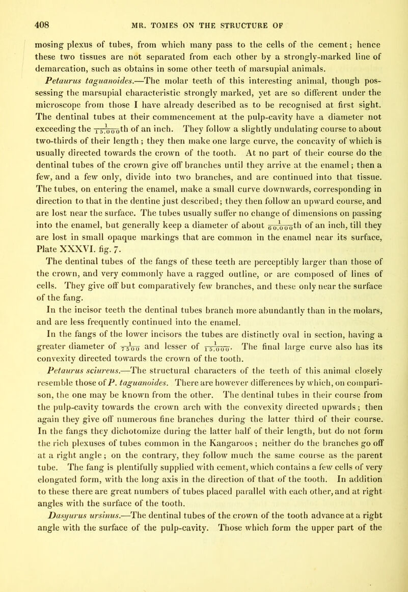 mosing plexus of tubes, from which many pass to the cells of the cement; hence these two tissues are not separated from each other by a strongly-marked line of demarcation, such as obtains in some other teeth of marsupial animals. Petaurus taguanoides.—The molar teeth of this interesting animal, though pos- sessing the marsupial characteristic strongly marked, yet are so different under the microscope from those I have already described as to be recognised at first sight. The dentinal tubes at their commencement at the pulp-cavity have a diameter not exceeding the tsmooth of an inch. They follow a slightly undulating course to about two-thirds of their length ; they then make one large curve, the concavity of which is usually directed towards the crown of the tooth. At no part of their course do the dentinal tubes of the crown give off branches until they arrive at the enamel; then a few, and a few only, divide into two branches, and are continued into that tissue. The tubes, on entering the enamel, make a small curve downwards, corresponding in direction to that in the dentine just described; they then follow an upward course, and are lost near the surface. The tubes usually suffer no change of dimensions on passing into the enamel, but generally keep a diameter of about ^o.Vouth °f an inch, till they are lost in small opaque markings that are common in the enamel near its surface, Plate XXXVI. fig. 7- The dentinal tubes of the fangs of these teeth are perceptibly larger than those of the crown, and very commonly have a ragged outline, or are composed of lines of cells. They give off but comparatively few branches, and these only near the surface of the fang. In the incisor teeth the dentinal tubes branch more abundantly than in the molars, and are less frequently continued into the enamel. In the fangs of the lower incisors the tubes are distinctly oval in section, having a greater diameter of T-5\0- and lesser of rsTdu~u• The final large curve also has its convexity directed towards the crown of the tooth. Petaurus sciureus.—The structural characters of the teeth of this animal closely resemble those of P. taguanoides. There are however differences by which, on compari- son, the one may be known from the other. The dentinal tubes in their course from the pulp-cavity towards the crown arch with the convexity directed upwards; then again they give off numerous fine branches during the latter third of their course. In the fangs they dichotomize during the latter half of their length, but do not form the rich plexuses of tubes common in the Kangaroos ; neither do the branches go off at a right angle; on the contrary, they follow much the same course as the parent tube. The fang is plentifully supplied with cement, which contains a few cells of very elongated form, with the long axis in the direction of that of the tooth. In addition to these there are great numbers of tubes placed parallel with each other, and at right angles with the surface of the tooth. Dasyurus ursinus.—The dentinal tubes of the crown of the tooth advance at a right angle with the surface of the pulp-cavity. Those which form the upper part of the