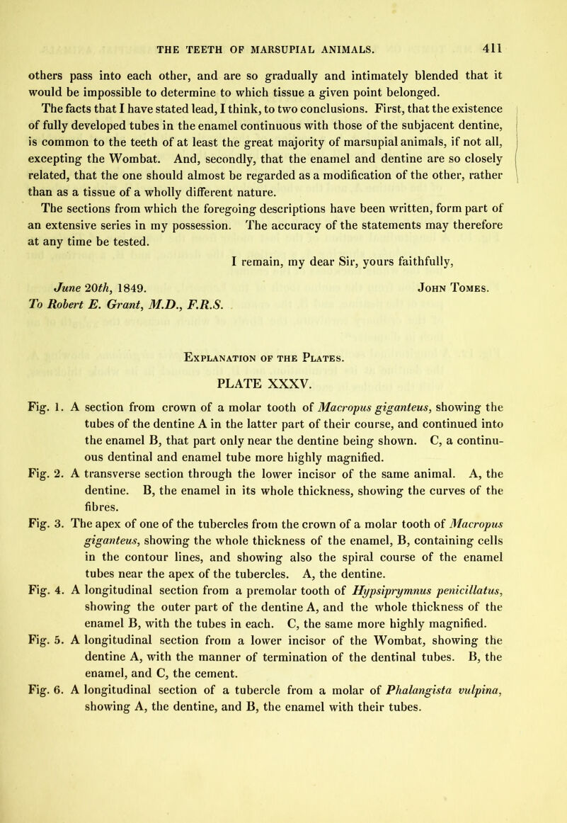 others pass into each other, and are so gradually and intimately blended that it would be impossible to determine to which tissue a given point belonged. The facts that I have stated lead, I think, to two conclusions. First, that the existence of fully developed tubes in the enamel continuous with those of the subjacent dentine, is common to the teeth of at least the great majority of marsupial animals, if not all, I excepting the Wombat. And, secondly, that the enamel and dentine are so closely related, that the one should almost be regarded as a modification of the other, rather than as a tissue of a wholly different nature. The sections from which the foregoing descriptions have been written, form part of an extensive series in my possession. The accuracy of the statements may therefore at any time be tested. I remain, my dear Sir, yours faithfully, June ZOth, 1849. John Tomes. To Robert E. Grant, M.D., F.R.S. Explanation op the Plates. PLATE XXXV. Fig. 1. A section from crown of a molar tooth of Macropus giganteus, showing the tubes of the dentine A in the latter part of their course, and continued into the enamel B, that part only near the dentine being shown. C, a continu- ous dentinal and enamel tube more highly magnified. Fig. 2. A transverse section through the lower incisor of the same animal. A, the dentine. B, the enamel in its whole thickness, showing the curves of the fibres. Fig. 3. The apex of one of the tubercles from the crown of a molar tooth of Macropus giganteus, showing the whole thickness of the enamel, B, containing cells in the contour lines, and showing also the spiral course of the enamel tubes near the apex of the tubercles. A, the dentine. Fig. 4. A longitudinal section from a premolar tooth of Hypsiprymnus penicillatus, showing the outer part of the dentine A, and the whole thickness of the enamel B, with the tubes in each. C, the same more highly magnified. Fig. 5. A longitudinal section from a lower incisor of the Wombat, showing the dentine A, with the manner of termination of the dentinal tubes. B, the enamel, and C, the cement. Fig. 6. A longitudinal section of a tubercle from a molar of Phalangista vulpina, showing A, the dentine, and B, the enamel with their tubes.