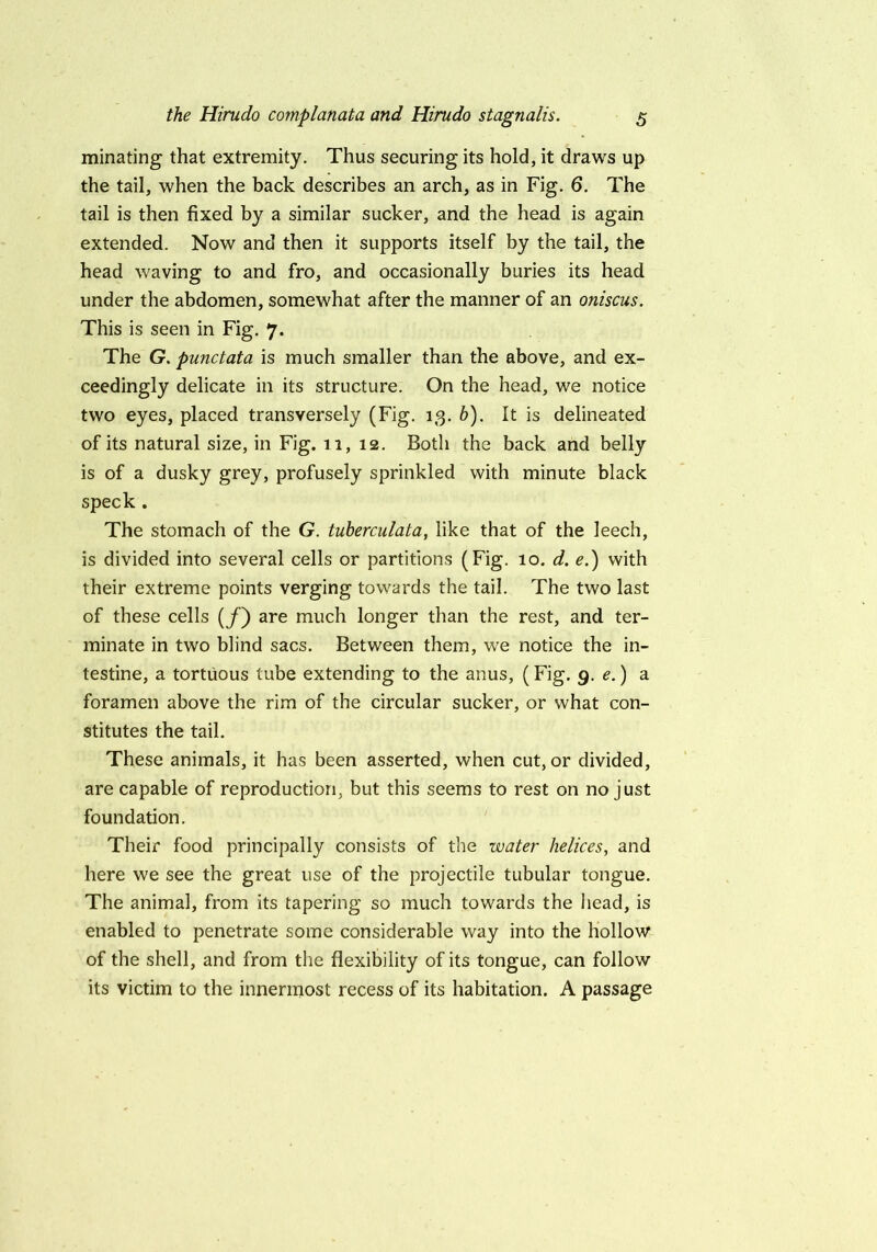 minating that extremity. Thus securing its hold, it draws up the tail, when the hack describes an arch, as in Fig. 6. The tail is then fixed by a similar sucker, and the head is again extended. Now and then it supports itself by the tail, the head waving to and fro, and occasionally buries its head under the abdomen, somewhat after the manner of an oniscus. This is seen in Fig. 7. The G. punctata is much smaller than the above, and ex- ceedingly delicate in its structure. On the head, we notice two eyes, placed transversely (Fig. 13. h). It is delineated of its natural size, in Fig. 11, 12. Both the back and belly is of a dusky grey, profusely sprinkled with minute black speck . The stomach of the G. tuherculata, like that of the leech, is divided into several cells or partitions (Fig. 10. d. e.) with their extreme points verging towards the tail. The two last of these cells (/) are much longer than the rest, and ter- minate in two blind sacs. Between them, we notice the in- testine, a tortuous tube extending to the anus, (Fig. 9. e.) a foramen above the rim of the circular sucker, or what con- stitutes the tail. These animals, it has been asserted, when cut, or divided, are capable of reproduction, but this seems to rest on no just foundation. Their food principally consists of the water helices, and here we see the great use of the projectile tubular tongue. The animal, from its tapering so much towards the head, is enabled to penetrate some considerable way into the hollow of the shell, and from the flexibility of its tongue, can follow its victim to the innermost recess of its habitation. A passage