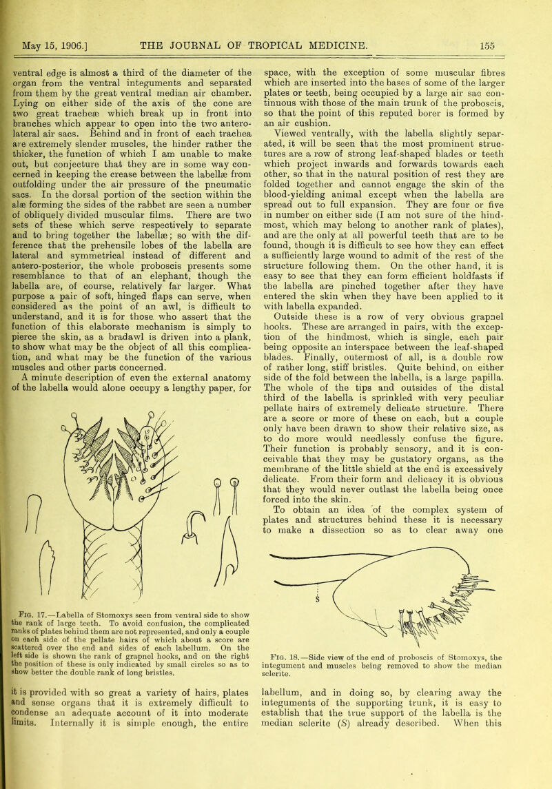 ventral edge is almost a third of the diameter of the organ from the ventral integuments and separated from them by the great ventral median air chamber. Lying on either side of the axis of the cone are two great tracheae which break up in front into branches which appear to open into the two antero- lateral air sacs. Behind and in front of each trachea are extremely slender muscles, the hinder rather the thicker, the function of which I am unable to make out, but conjecture that they are in some way con- cerned in keeping the crease between the labellae from outfolding under the air pressure of the pneumatic sacs. In the dorsal portion of the section within the alas forming the sides of the rabbet are seen a number of obliquely divided muscular films. There are two sets of these which serve respectively to separate and to bring together the labellae; so with the dif- ference that the prehensile lobes of the labella are lateral and symmetrical instead of different and antero-posterior, the whole proboscis presents some resemblance to that of an elephant, though the labella are, of course, relatively far larger. What purpose a pair of soft, hinged flaps can serve, when considered as the point of an awl, is difficult to understand, and it is for those who assert that the function of this elaborate mechanism is simply to pierce the skin, as a bradawl is driven into a plank, to show what may be the object of all this complica- tion, and what may be the function of the various muscles and other parts concerned. A minute description of even the external anatomy of the labella would alone occupy a lengthy paper, for Fig. 17.—Labella of Stomoxys seen from ventral side to show the rank of large teeth. To avoid confusion, the complicated ranks of plates behind them are not represented, and only a couple on each side of the pellate hairs of which about a score are scattered over the end and sides of each labellum. On the left side is shown the rank of grapnel hooks, and on the right the position of these is only indicated by small circles so as to show better the double rank of long bristles. space, with the exception of some muscular fibres which are inserted into the bases of some of the larger plates or teeth, being occupied by a large air sac con- tinuous with those of the main trunk of the proboscis, so that the point of this reputed borer is formed by an air cushion. Viewed ventrally, with the labella slightly separ- ated, it will be seen that the most prominent struc- tures are a row of strong leaf-shaped blades or teeth which project inwards and forwards towards each other, so that in the natural position of rest they are folded together and cannot engage the skin of the blood-yielding animal except when the labella are spread out to full expansion. They are four or five in number on either side (I am not sure of the hind- most, which may belong to another rank of plates), and are the only at all powerful teeth that are to be found, though it is difficult to see how they can effect a sufficiently large wound to admit of the rest of the structure following them. On the other hand, it is easy to see that they can form efficient holdfasts if the labella are pinched together after they have entered the skin when they have been applied to it with labella expanded. Outside these is a row of very obvious grapnel hooks. These are arranged in pairs, with the excep- tion of the hindmost, which is single, each pair being opposite an interspace between the leaf-shaped blades. Finally, outermost of all, is a double row of rather long, stiff bristles. Quite behind, on either side of the fold between the labella, is a large papilla. The whole of the tips and outsides of the distal third of the labella is sprinkled with very peculiar pellate hairs of extremely delicate structure. There are a score or more of these on each, but a couple only have been drawn to show their relative size, as to do more would needlessly confuse the figure. Their function is probably sensory, and it is con- ceivable that they may be gustatory organs, as the membrane of the little shield at the end is excessively delicate. From their form and delicacy it is obvious that they would never outlast the labella being once forced into the skin. To obtain an idea of the complex system of plates and structures behind these it is necessary to make a dissection so as to clear away one Fig. 18.—Side view of the end of proboscis of Stomoxys, the integument and muscles being removed to show the median sclerite. it is provided with so great a variety of hairs, plates and sense organs that it is extremely difficult to condense an adequate account of it into moderate limits. Internally it is simple enough, the entire labellum, and in doing so, by clearing away the integuments of the supporting trunk, it is easy to establish that the true support of the labella is the median sclerite (S) already described. When this