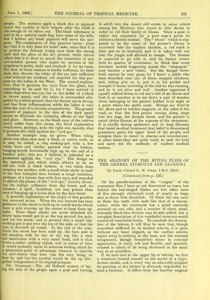 people. The mothers apply a black dye or pigment round the eyelids of their infants after the child is old enough to be taken out. The black substance is said to be a natural earth dug from some of the hills, but I believe any black pigment will serve the pur- pose. The explanation of this practice varies; some say that it is only done for looks’ sake, some that it is to protect the delicate young eyes from the strong light and the glare of the dry ground, while others admit that it is done to annul the intentions of any evil-minded person who might be envious of her neighbour’s pretty child and overlook it for its harm. The first of these reasons is hardly sufficient, for their dark skin throws the white of the eye into sufficient relief without the artificial aid required for that pur- pose by the belles of the West. The second explana- tion, that it protects the eyes from the glare, has something to be said for it, for I have noticed in white dogs when one eye lies in the midst of a black or brown patch, and the other is surrounded alto- gether by a white ground, that the former eye is strong, and free from inflammation, while the latter is very often the seat of a chronic conjunctivitis. The greater amount of pigment in the skin of the dark patch seems to diminish the irritating effects of the light and glare. However, as the black eyes of the natives rarely suffer from this cause, the third explanation would seem, perhaps, to be the right one, namely, that it protects the child against the “ evil eye.” Another example may be given. When riding about one often sees near a busti, or native croft, as it may be called, a clay cooking-pot with a few white lines and circles painted over its bottom, hanging mouth downwards high up on the end of a bamboo pole ; this too, I believe, is intended as a protection against the “ evil eye.” The design on the upturned pot, which seems always to be an old one with a black bottom, is two white lines crossing one another, with a small white circle in each of the four triangles thus formed, a rough imitation, perhaps, of a human face with four eyes, and intended to attract the glance of the “ evil eye,” thereby divert- ing its malign influence from the house and its inmates : a spell, doubtless, not less potent than ours of hanging up a horse-shoe by the door-lintel. A possible explanation of the origin of this practice has occurred to me. When the rice harvest has been gathered in the straw is built up in round stacks which have a pole running up the centre to keep them up- right. Since these stacks are never thatched the heavy rains would get in at the top around the pole, and rot the straw, and to prevent this a small clay cooking-pot is put over the top of the pole, so that the rain is diverted all round. At the end of the year, when the straw has been used up, the bare pole is left standing with its hat at the top like a very tall mushroom with a very small head, and it thus forms a rather striking object, and in course of time it would probably occur to someone looking about for a prominent point of advantage whereon to inscribe his anti-charm that here was the very thing, so that by and bye the cymbal would be set up alto- gether independent of its original purpose. The Scapegoat.—The old Hebrew custom of lay- ing the sins of the people upon a goat and turning it adrift into the desert still exists to some extent among the Hindoos, who resort to this device in order to rid their family of illness. Since a goat is rather too expensive for a poor man’s purse he utilises a chicken instead. The “ bhoot ” which is sup- posed to be the cause of the person’s illness is exorcised into the hapless chicken, a red mark is then put on its forehead, and it is taken well out into the jungle and allowed to escape. The disease is expected to go with it, and its former owner feels no qualms of conscience to think that some innocent mortal happening across the “scapegoat” may become a new victim. But the danger there- from cannot be very great, for I know a sahib who once stumbled over one of these escaped chickens, and, taking pity on it, put it in his pocket and brought it home, unwitting of the risk he was running, and he is yet alive and well. Another ingenious if equally unkind device to rid one’s self of an illness and foist it on another is to set down a pair of wooden shoes belonging to the patient hidden from sight at a point where two paths meet. Strings are fixed to the shoes and to wooden supports at the sides of the road, so that the first person coming along steps into the trap, the threads break, and the patient is cured of*his disease at the expense of the newcomer. It is chiefly during epidemics and in long illnesses that resist medical treatment that belief in demoniacal possession gains the upper hand of the people, and compels them to resort to charms and incantations ; at other times they are quite ready to seek the help and carry out the methods of modern medical science. THE ANATOMY OF THE BITING FLIES OF THE GENERA STOMOXYS AND GLOSSINA. By Lieut.-Colonel G. M. Giles, I.M.S. (Btd.). ('Continued from p. 156.) Of the pseudo-trachese of the “ tongue ” of the commoner flies I have as yet discovered no trace, but behind the leaf-shaped blades are two other rows of five strongly chitinised teeth of nearly as large size as those first described. Of these the one next to them has teeth with ends like that of a cheese- cutter, while the innermost has a point curiously serrated on one side, and a number of short, stout, intensely black-blue bristles may be also added, but a complete description of this wonderful structure would exceed all reasonable limits. To conclude the descrip- tion of the labium, it will thus be seen that, though somewhat stiffened by its median sclerite, it is quite without any basal support, as the median sclerite tapers away to nothing at the base, and the external integument, though deceptively dense to external appearance, is really soft and flexible, and specially creased to admit of its being shortened in the same way as an accordion. If we now turn to the upper lip or labrum, we find a structure formed exactly on the model of a hypo- dermic needle, and in every way as admirably adapted for piercing as the labium is obviously impossible for such a function. It differs from the familiar surgical