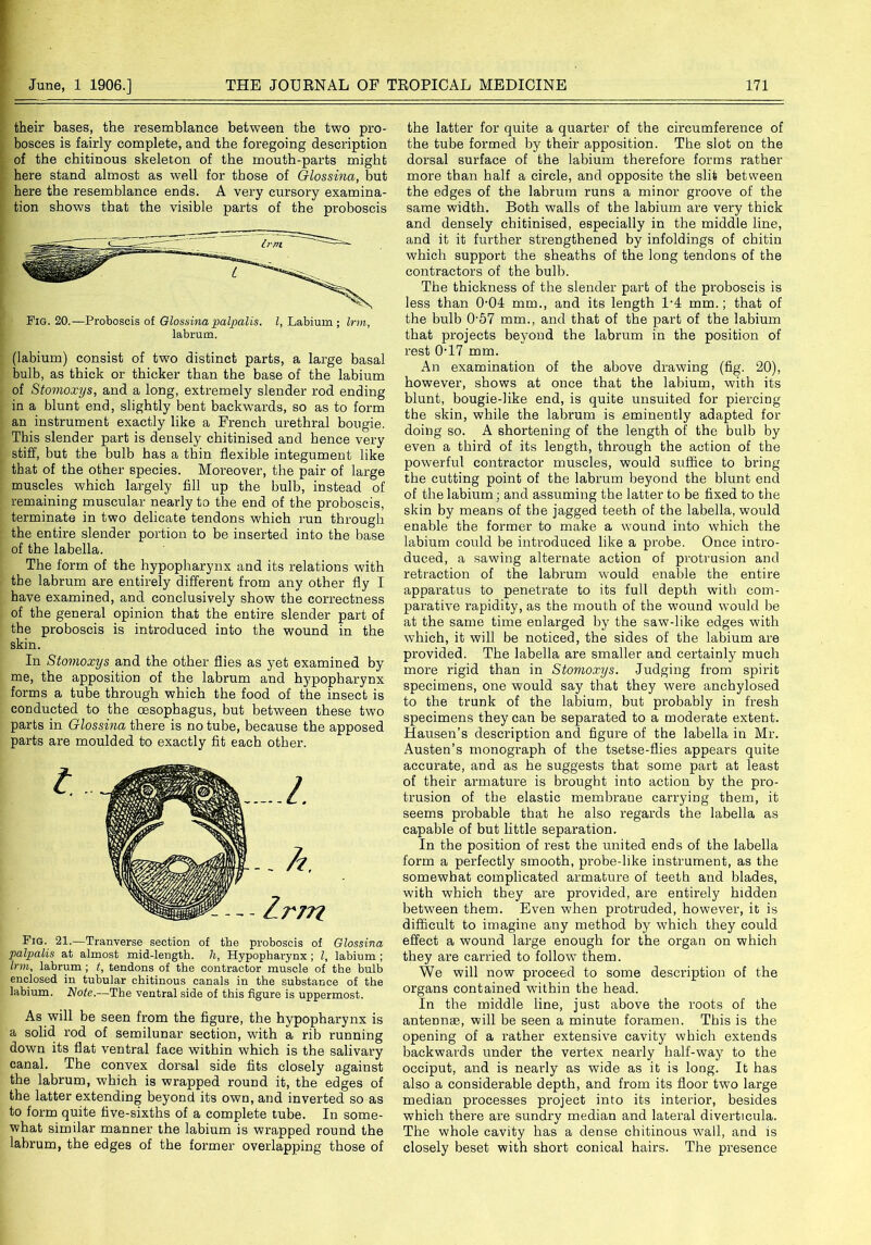their bases, the resemblance between tbe two pro- bosces is fairly complete, and the foregoing description of the chitinous skeleton of the mouth-parts might here stand almost as well for those of Glossina, but here the resemblance ends. A very cursory examina- tion shows that the visible parts of the proboscis Fig. 20.—Proboscis of Glossina palpalis. I, Labium; Irm, labrum. (labium) consist of two distinct parts, a large basal bulb, as thick or thicker than tbe base of the labium of Stomoxys, and a long, extremely slender rod ending in a blunt end, slightly bent backwards, so as to form an instrument exactly like a French urethral bougie. This slender part is densely cbitinised and hence very stiff, but the bulb has a thin flexible integument like that of the other species. Moreover, the pair of large muscles which largely fill up the bulb, instead of remaining muscular nearly to the end of the proboscis, terminate in two delicate tendons which run through the entire slender portion to be inserted into the base of the labella. The form of the hypopharynx and its relations with the labrum are entirely different from any other fly I have examined, and conclusively show the correctness of the general opinion that the entire slender part of the proboscis is introduced into the wound in the skin. In Stomoxys and the other flies as yet examined by me, the apposition of the labrum and hypopharynx forms a tube through which the food of the insect is conducted to the oesophagus, but between these two parts in Glossina there is no tube, because the apposed pai’ts are moulded to exactly fit each other. Fig. 21.—Tranverse section of the proboscis of Glossina palpalis at almost mid-length, h, Hypopharynx ; l, labium ; Irm, labrum ; t, tendons of the contractor muscle of the bulb enclosed in tubular chitinous canals in the substance of the labium. Note.—The ventral side of this figure is uppermost. As will be seen from the figure, the hypopharynx is a solid rod of semilunar section, with a rib running down its flat ventral face within which is the salivary canal. The convex dorsal side fits closely against the labrum, which is wrapped round it, the edges of the latter extending beyond its own, and inverted so as to form quite five-sixths of a complete tube. In some- what similar manner the labium is wrapped round the labrum, the edges of the former overlapping those of the latter for quite a quarter of the circumference of the tube formed by their apposition. The slot on the dorsal surface of the labium therefore forms rather more than half a circle, and opposite the slit between the edges of the labrum runs a minor groove of the same width. Both walls of the labium are very thick and densely chitinised, especially in the middle line, and it it further strengthened by infoldings of chitin which support the sheaths of the long tendons of the contractors of the bulb. The thickness of the slender part of the proboscis is less than (KM mm., and its length T4 mm.; that of the bulb 0'57 mm., and that of the part of the labium that projects beyond the labrum in the position of rest 0T7 mm. An examination of the above drawing (fig. 20), however, shows at once that the labium, with its blunt, bougie-like end, is quite unsuited for piercing the skin, while the labrum is eminently adapted for doing so. A shortening of the length of the bulb by even a third of its length, through the action of the powerful contractor muscles, would suffice to bring the cutting point of the labrum beyond the blunt end of the labium : and assuming the latter to be fixed to the skin by means of the jagged teeth of the labella, would enable the former to make a wound into which the labium could be introduced like a probe. Once intro- duced, a sawing alternate action of protrusion and retraction of the labrum would enable the entire apparatus to penetrate to its full depth with com- parative rapidity, as the mouth of the wound would be at the same time enlarged by the saw-like edges with which, it will be noticed, the sides of the labium are provided. The labella are smaller and certainly much more rigid than in Stomoxys. Judging from spirit specimens, one would say that they were anchylosed to the trunk of the labium, but probably in fresh specimens they can be separated to a moderate extent. Hausen’s description and figure of the labella in Mr. Austen’s monograph of the tsetse-flies appears quite accurate, and as he suggests that some part at least of their armature is brought into action by the pro- trusion of the elastic membraue carrying them, it seems probable that he also regards the labella as capable of but little separation. In the position of rest the united ends of the labella form a perfectly smooth, probe-like instrument, as the somewhat complicated armature of teeth and blades, with which they are provided, are entirely hidden between them. Even when protruded, however, it is difficult to imagine any method by wrhich they could effect a wound large enough for the organ on which they are carried to follow* them. We will now proceed to some description of the organs contained within the head. In the middle line, just above the roots of the antennae, will be seen a minute foramen. This is the opening of a rather extensive cavity which extends backwards under the vertex nearly half-way to the occiput, and is nearly as wide as it is long. It has also a considerable depth, and from its floor two large median processes project into its interior, besides which there are sundry median and lateral diverticula. The whole cavity has a dense chitinous wall, and is closely beset with short conical hairs. The presence