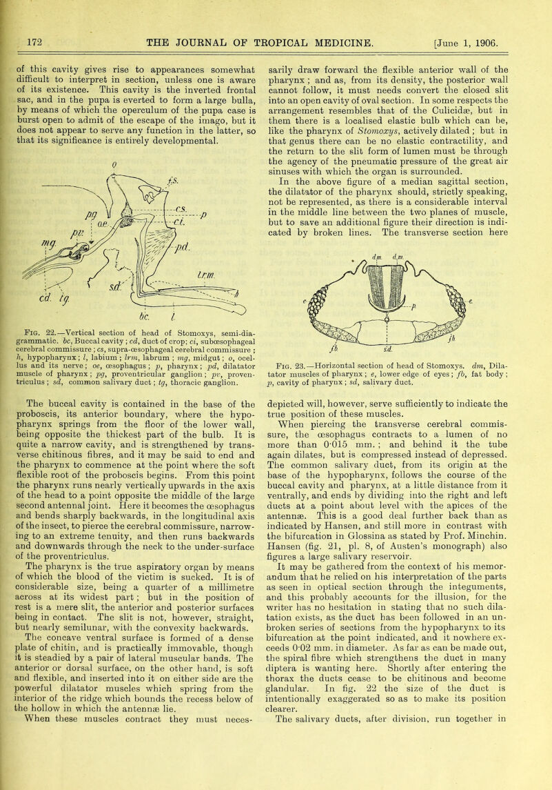 of this cavity gives rise to appearances somewhat difficult to interpret in section, unless one is aware of its existence. This cavity is the inverted frontal sac, and in the pupa is everted to form a large bulla, by means of which the operculum of the pupa case is burst open to admit of the escape of the imago, but it does not appear to serve any function in the latter, so that its significance is entirely developmental. Q Fig. 22.-—Vertical section of head of Stomoxys, semi-dia- grammatic. be, Buccal cavity ; cd, duct of crop; ci, suboesophageal cerebral commissure ; cs, supra-oesopkageal cerebral commissure ; h, hypopkarynx; l, labium ; Inn, labrum ; mg, midgut; o, ocel- lus and its nerve; oe, oesophagus ; p, pharynx ; pd, dilatator muscle of pharynx ; pg, proventricular ganglion ; pv, proven- triculus ; sd, common salivary duct; tg, thoracic ganglion. The buccal cavity is contained in the base of the proboscis, its anterior boundary, where the hypo- pharynx springs from the floor of the lower wall, being opposite the thickest part of the bulb. It is quite a narrow cavity, and is strengthened by trans- verse chitinous fibres, and it may be said to end and the pharynx to commence at the point where the soft flexible root of the proboscis begins. From this point the pharynx runs nearly vertically upwards in the axis of the head to a point opposite the middle of the large second antennal joint. Here it becomes the oesophagus and bends sharply backwards, in the longitudinal axis of the insect, to pierce the cerebral commissure, narrow- ing to an extreme tenuity, and then runs backwards and downwards through the neck to the under-surface of the proventriculus. The pharynx is the true aspiratory organ by means of which the blood of the victim is sucked. It is of considerable size, being a quarter of a millimetre across at its widest part ; but in the position of rest is a mere slit, the anterior and posterior surfaces being in contact. The slit is not, however, straight, but nearly semilunar, with the convexity backwards. The concave ventral surface is formed of a dense plate of chitin, and is practically immovable, though it is steadied by a pair of lateral muscular bands. The anterior or dorsal surface, on the other hand, is soft and flexible, and inserted into it on either side are the powerful dilatator muscles which spring from the interior of the ridge which bounds the recess below of the hollow in which the antennae lie. When these muscles contract they must neces- sarily draw forward the flexible anterior wall of the pharynx ; and as, from its density, the posterior wall cannot follow, it must needs convert the closed slit into an open cavity of oval section. In some respects the arrangement resembles that of the Culicidae, but in them there is a localised elastic bulb which can be, like the pharynx of Stomoxys, actively dilated ; but in that genus there can be no elastic contractility, and the return to the slit form of lumen must be through the agency of the pneumatic pressure of the great air sinuses with which the organ is surrounded. In the above figure of a median sagittal section, the dilatator of the pharynx should, strictly speaking, not be represented, as there is a considerable interval in the middle line between the two planes of muscle, but to save an additional figure their direction is indi- cated by broken lines. The transverse section here Fig. 23.—Horizontal section of head of Stomoxys. dm. Dila- tator muscles of pharynx; e, lower edge of eyes; fb, fat body ; p, cavity of pharynx; sd, salivary duct. depicted will, however, serve sufficiently to indicate the true position of these muscles. When piercing the transverse cerebral commis- sure, the oesophagus contracts to a lumen of no more than 0'015 mm. ; and behind it the tube again dilates, but is compressed instead of depressed. The common salivary duct, from its origin at the base of the hypopharynx, follows the course of the buccal cavity and pharynx, at a little distance from it ventrally, and ends by dividing into the right and left ducts at a point about level with the apices of the antennae. This is a good deal further back than as indicated by Hansen, and still more in contrast with the bifurcation in Glossina as stated by Prof. Minchin. Hansen (fig. 21, pi. 8, of Austen’s monograph) also figures a large salivary reservoir. It may be gathered from the context of his memor- andum that he relied on his interpretation of the parts as seen in optical section through the integuments, and this probably accounts for the illusion, for the writer has no hesitation in stating that no such dila- tation exists, as the duct has been followed in an un- broken series of sections from the hypopharynx to its bifurcation at the point indicated, and it nowhere ex- ceeds 002 mm. in diameter. As far as can be made out, the spiral fibre which strengthens the duct in many diptera is wanting here. Shortly after entering the thorax the ducts cease to be chitinous and become glandular. In fig. 22 the size of the duct is intentionally exaggerated so as to make its position clearer. The salivary ducts, after division, run together in