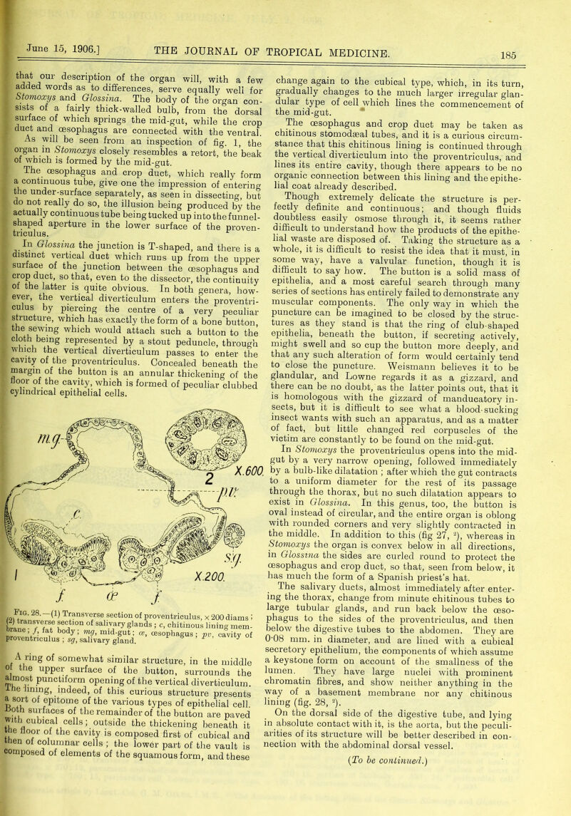 185 descriPtion.of the organ will, with a few added words as to differences, serve equally well for Stomoxys and Glossina. The body of the organ con- sists of a fairly thick-walled bulb, from the dorsal surface of which springs the mid-gut, while the crop duct and oesophagus are connected with the ventral. As will be seen from an inspection of fig. 1, the organ m Stomoxys closely resembles a retort, the’beak ot which is formed by the mid-gut. The oesophagus and crop duct, which really form a continuous tube, give one the impression of entering the under-surface separately, as seen in dissecting, but do not really do so, the illusion being produced by the actually continuous tube being tucked up into the funnel- shaped aperture in the lower surface of the proven- tnculus. In Glossina the junction is T-shaped, and there is a distinct vertical duct which runs up from the upper suiface of the junction between the oesophagus and crop duct, so that, even to the dissector, the continuity ot the latter is quite obvious. In both genera, how- ever, the vertical diverticulum enters the proventri- culus by piercing the centre of a very peculiar structure, which has exactly the form of a bone button, the sewing which would attach such a button to the cloth being represented by a stout peduncle, through which the vertical diverticulum passes to enter the cavity of the proventriculus. Concealed beneath the maigm of the button is an annular thickening of the floor of the cavity, which is formed of peculiar clubbed cylindrical epithelial cells. (o,!“'2s8; W T^nsverse section of proventriculus, x 200 diams ! frlnp 7 /? nec710n of sahvary g’ands ; c, chitinous lining mem- , /, fat body; mg, mid-gut; ce, oesophagus; pv, cavity of proventriculus ; sg, salivary gland. ^ ^ A ring of somewhat similar structure, in the middle 0 ie nppei surface of the button, surrounds the almost punctiform opening of the vertical diverticulum. e ining, indeed, of this curious structure presents a sort of epitome of the various types of epithelial cell. •Doth surfaces of the remainder of the button are paved with cubical cells; outside the thickening beneath it t ie floor of the cavity is composed first of cubical and ien of columnar cells ; the lower part of the vault is composed of elements of the squamous form, and these change again to the cubical type, which, in its turn, gradually changes to the much larger irregular glan- dular type of cell which lines the commencement of the mid-gut. The oesophagus and crop duct may be taken as chitinous stomodseal tubes, and it is a curious circum- stance that this chitinous lining is continued through the vertical diverticulum into the proventriculus, and lines its entire cavity, though there appears to be no organic connection between this lining and the epithe- lial coat already described. Though extremely delicate the structure is per- fectly definite and continuous; and though fluids doubtless easily osmose through it, it seems rather difficult to understand how the products of the epithe- lial waste are disposed of. Taking the structure as a whole, it is difficult to resist the idea that it must,' in some way, have a valvular function, though it is difficult to say how. The button is a solid mass of epithelia, and a most careful search through many seiies of sections has entirely failed to demonstrate any muscular components. The only way in which the puncture can be imagined to be closed by the struc- tures as they stand is that the ring of club-shaped epithelia, beneath the button, if secreting actively, might swell and so cup the button more deeply, and that any such alteration of form would certainly tend to close the puncture. Weismann believes it to be glandular, and Lowne regards it as a gizzard, and there can be no doubt, as the latter points out, that it is homologous with the gizzard of manducatory in- sects, but it is difficult to see what a blood-sucking insect wants with such an apparatus, and as a matter of fact, but little changed red corpuscles of the victim are constantly to be found on the mid-gut. In Stomoxys the proveutriculus opens into the mid- gut by a very narrow opening, followed immediately by a bulb-like dilatation ; after which the gut contracts to a uniform diameter for the rest of its passage through the thorax, but no such dilatation appears to exist in Glossina. In this genus, too, the button is oval instead of circular, and the entire organ is oblong with rounded corners and very slightly contracted in the middle. In addition to this (fig 27, 2), whereas in Stomoxys the organ is convex below in all directions, in Glossina the sides are curled round to protect the oesophagus and crop duct, so that, seen from below, it has much the form of a Spanish priest’s hat. The salivary ducts, almost immediately after enter- ing the thorax, change from minute chitinous tubes to large tubular glands, and run back below the oeso- phagus to the sides of the proventriculus, and then below the digestive tubes to the abdomen. They are 0'08 mm. in diameter, and are lined with a cubical secretory epithelium, the components of which assume a keystone form on account of the smallness of the lumen. They have large nuclei with prominent chromatin fibres, and show neither anything in the way of a basement membrane nor any chitinous lining (fig. 28, 2). On the dorsal side of the digestive tube, and lying in absolute contact with it, is the aorta, but the peculi- arities of its structure will be better described in con- nection with the abdominal dorsal vessel. (To be continued.)