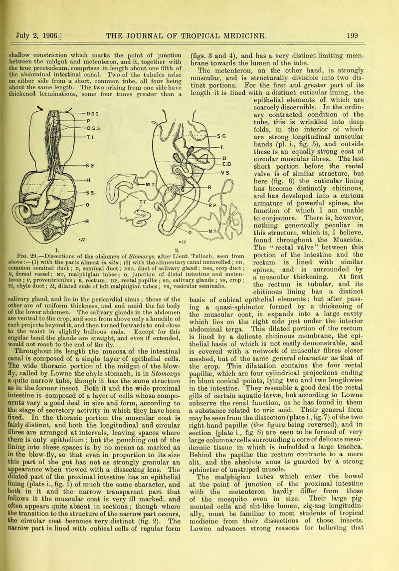 shallow constriction which marks the point of junction between the mid gut and metenteron, and it, together with the true proctodeum, comprises in length about one fifth of the abdominal intestinal canal. Two of the tubules arise on either side from a short, common tube, all four being about the same length. The two arising from one side have thickened terminations, some four times greater than a salivary gland, and lie in the pericardial sinus ; those of the other are of uniform thickness, and end amid the fat body of the lower abdomen. The salivary glands in the abdomen are ventral to the crop, and seen from above only a knuckle of each projects beyond it, and then turned forwards to end close to the waist in slightly bulbous ends. Except for this angular bend the glands are straight, and even if extended, would not reach to the end of the fly. Throughout its length the mucosa of the intestinal canal is composed of a single layer of epithelial cells. The wide thoracic portion of the midgut of the blow- fly, called by Lowne the chyle stomach, is in Stomoxys a quite narrow tube, though it has the same structure as in the former insect. Both it and the wide proximal intestine is composed of a layer of cells whose compo- nents vary a good deal in size and form, according to the stage of secretory activity in which they have been fixed. In the thoracic portion the muscular coat is fairly distinct, and both the longitudinal and circular fibres are arranged at intervals, leaving spaces where there is only epithelium ; but the pouching out of the lining into these spaces is by no means as marked as in the blow-fly, so that even in proportion to its size this part of the gut has not as strongly granular an appearance when viewed with a dissecting lens. The dilated part of the proximal intestine has an epithelial lining (plate i., fig. 1) of much the same character, and both in it and the narrow transparent part that follows it the muscular coat is very ill marked, and often appears quite absent in sections ; though where the transition to the structure of the narrow part occurs, the circular coat becomes very distinct (fig. 2). The narrow part is lined with cubical cells of regular form (figs. 3 and 4), and has a very distinct limiting mem- brane towards the lumen of the tube. The metenteron, on the other hand, is strongly muscular, and is structurally divisible into two dis- tinct portions. For the first and greater part of its length it is lined with a distinct cuticular lining, the epithelial elements of which are scarcely discernible. In the ordin- ary contracted condition of the tube, this is wrinkled into deep folds, in the interior of which are strong longitudinal muscular bands (pi. i., fig. 5), and outside these is an equally strong coat of circular muscular fibres. The last short portion before the rectal valve is of similar structure, but here (fig. 6) the cuticular lining has become distinctly chitinous, and has developed into a curious armature of powerful spines, the function of which I am unable to conjecture. There is, however, nothing generically peculiar in this structure, which is, I believe, found throughout the Muscidae. The “rectal valve” between this portion of the intestine and the rectum is lined with similar spines, and is surrounded by a muscular thickening. At first the rectum is tubular, and its chitinous lining has a distinct basis of cubical epithelial elements ; but after pass- ing a quasi-sphincter formed by a thickening of the muscular coat, it expands into a large cavity which lies on the right side just under the interior abdominal terga. This dilated portion of the rectum is lined by a delicate chitinous membrane, the epi- thelial basis of which is not easily demonstrable, and is covered with a network of muscular fibres closer meshed, but of the same general character as that of the crop. This dilatation contains the four rectal papillae, which are four cylindrical projections ending in blunt conical points, lying two and two lengthwise in the intestine. They resemble a good deal the rectal gills of certain aquatic larvae, but according to Lowne subserve the renal function, as he has found in them a substance related to uric acid. Their general form may be seen from the dissection (plate i., fig. 7) of the two right-hand papillae (the figure being reversed), and in section (plate i., fig. 8) are seen to be formed of very large columnar cells surrounding a core of delicate meso- dermic tissue in which is imbedded a large trachea. Behind the papillae the rectum contracts to a mere slit, and the absolute anus is guarded by a strong sphincter of unstriped muscle. The malphigian tubes which enter the bowel at the point of junction of the proximal intestine with the metenteron hardly differ from those of the mosquito even in size. Their large pig- mented cells and slit-like lumen, zig-zag longitudin- ally, must be familiar to most students of tropical medicine from their dissections of those insects. Lowne advances strong reasons for believing that Fig. 29.—Dissections of the abdomen of Stomoxys, after Lieut. Tulloch, seen from above :—(1) with the parts almost in situ; (2) witli the alimentary canal unravelled ; cd, common seminal duct ; d, seminal duct; dsg, duct of salivary gland ; dss, crop duct; h, dorsal vessel; mt, malphigian tubes; o, junction of distal intestine and meten- teron ; p, proventriculus ; r, rectum ; rp, rectal papillae ; sg, salivary glands ; ss, crop ; ti, chyle duct; tt, dilated ends of left malphigian tubes ; vs, vesicular seminalis.
