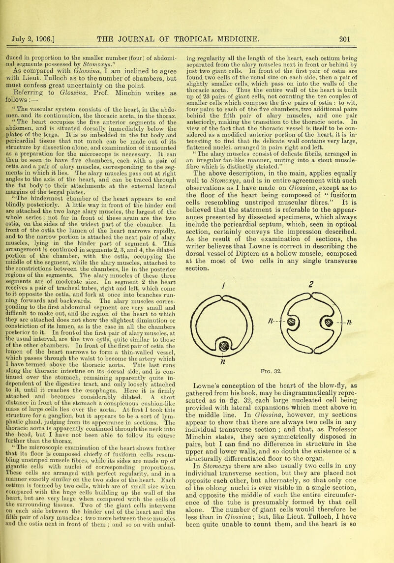 duced in proportion to the smaller number (four) of abdomi- nal segments possessed by Stomoxys.” As compared with Glossina, 1 am inclined to agree with Lieut. Tulloch as to the number of chambers, but must confess great uncertainty on the point. Referring to Glossina, Prof. Minchin writes as follows :— “ The vascular system consists of the heart, in the abdo- men, and its continuation, the thoracic aorta, in the thorax. “ The heart occupies the five anterior segments of the abdomen, and is situated dorsally immediately below the plates of the terga. It is so imbedded in the fat body and pericardial tissue that not much can be made out of its structure by dissection alone, and examination of it mounted as a preparation for the microscope is necessary. It can then be seen to have five chambers, each with a pair of ostia and a pair of alary muscles, corresponding to the seg- ments in which it lies. The alary muscles pass out at right angles to the axis of the heart, and can be traced through the fat body to their attachments at the external lateral margins of the tergal plates. “ The hindermost chamber of the heart appears to end blindly posteriorly. A little way in front of the hinder end are attached the two large alary muscles, the largest of the whole series; not far in front of these again are the two ostia, on the sides of the widest part of the chamber. In front of the ostia the lumen of the heart narrows rapidly, and to the narrow portion is attached the next pair of alary muscles, lying in the hinder part of segment 4. This arrangement is continued jn segments 2, 3, and 4, the dilated portion of the chamber, with the ostia, occupying the middle of the segment, while the alary muscles, attached to the constrictions between the chambers, lie in the posterior regions of the segments. The alary muscles of these three segments are of moderate size. In segment 2 the heart receives a pair of tracheal tubes, right and left, which come to it opposite the ostia, and fork at once into branches run- ning forwards and backwards. The alary muscles corres- ponding to the first abdominal segment are very small and difficult to make out, and the region of the heart to which they are attached does not show the slightest diminution or constriction of its lumen, as is the case in all the chambers posterior to it. In front of the first pair of alary muscles, at the usual interval, are the two ostia, quite similar to those of the other chambers. In front of the first pair of ostia the lumen of the heart narrows to form a thin-walled vessel, which passes through the waist to become the artery which I have termed above the thoracic aorta. This last runs along the thoracic intestine on its dorsal side, and is con- tinued over the stomach, remaining apparently quite in- dependent of the digestive tract, and only loosely attached to it, until it reaches the oesophagus. Here it is firmly attached and becomes considerably dilated. A short distance in front of the stomach a conspicuous cushion-like mass of large cells lies over the aorta. At first I took this structure for a ganglion, but it appears to be a sort of lym- phatic gland, judging from its appearance in sections. The thoracic aorta is apparently continued through the neck into the head, but I have not been able to follow its course further than the thorax. “ The microscopic examination of the heart shows further that its floor is composed chiefly of fusiform cells resem- bling unstriped muscle fibres, while its sides are made up of gigantic cells with nuclei of corresponding proportions. These cells are arranged with perfect regularity, and in a manner exactly similar on the two sides of the heart. Each ostium is formed by two cells, which are of small size when compared with the huge cells building up the wall of the heart, but are very large when compared with the cells of the surrounding tissues. Two of the giant cells intervene on each side between the hinder end of the heart and the fifth pair of alary muscles ; two more between these muscles and the ostia next in front of them ; and so on with unfail- ing regularity all the length of the heart, each ostium being separated from the alary muscles next in front or behind by just two giant cells. In front of the first pair of ostia are found two cells of the usual size on each side, then a pair of slightly smaller cells, which pass on into the walls of the thoracic aorta. Thus the entire wall of the heart is built up of 23 pairs of giant cells, not counting the ten couples of smaller cells which compose the five pairs of ostia : to wit, four pairs to each of the five chambers, two additional pairs behind the fifth pair of alary muscles, and one pair anteriorly, making the transition to the thoracic aorta. In view of the fact that the thoracic vessel is itself to be con- sidered as a modified anterior portion of the heart, it is in- teresting to find that its delicate wall contains very large, flattened nuclei, arranged in pairs right and left. “ The alary muscles consist of delicate fibrils, arranged in an irregular fan-like manner, uniting into a stout muscle- fibre which is distinctly striated.” The above description, in the main, applies equally well to Stomoxys, and is in entire agreement with such observations as I have made on Glossina, except as to the floor of the heart being composed of “ fusiform cells resembling unstriped muscular fibres.” It is believed that the statement is referable to the appear- ances presented by dissected specimens, which always include the pericardial septum, which, seen in optical section, certainly conveys the impression described. As the result of the examination of sections, the writer believes that Lowne is correct in describing the dorsal vessel of Diptera as a hollow muscle, composed at the most of two cells in any single transverse section. / Fig. 32. Lowne’s conception of the heart of the blow-fly, as gathered from his book, may be diagrammatically repre- sented as in fig. 32, each large nucleated cell being provided with lateral expansions which meet above in the middle line. In Glossina, however, my sections appear to show that there are always two cells in any individual transverse section ; and that, as Professor Minchin states, they are symmetrically disposed in pairs, but I can find no difference in structure in the upper and lower walls, and so doubt the existence of a structurally differentiated floor to the organ. In Stomoxys there are also usually two cells in any individual transverse section, but they are placed not opposite each other, but alternately, so that only one of the oblong nuclei is ever visible in a single section, and opposite the middle of each the entire circumfer- ence of the tube is presumably formed by that cell alone. The number of giant cells would therefore be less than in Glossina; but, like Lieut. Tulloch, I have been quite unable to count them, and the heart is so