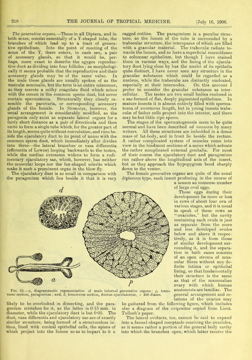 The generative organs.—These in all Diptera, and in both sexes, consist essentially of a Y-shaped tube, the branches of which lead up to a tract of genera- tive epithelium. Into the point of meeting of the arms of the Y, there enters, in each sex, a pair of accessory glands, so that it would be, per- haps, more exact to describe the agygos reproduc- tive duct as dividing into four follicles ; as morphologi- cally it seems probable that the reproductive and their accessory glands may be of the same' value. In the male these glands are usually spoken of as the vesiculae seminalis, but the term is an entire misnomer, as they secrete a milky coagulate fluid which mixes with the semen in the common sperm duct, but never contain spermatozoa. Structurally they closely re- semble the parovaria, or corresponding accessory glands of the female. In Stomoxys, however, the usual arrangement is considerably modified, as the paragonia only exist as separate lateral organs for a fairly short distance as a pair of diverticula and then unite to form a single tube which, for the greater part of its length, seems quite without convolution, and runs be- side the ejaculatory duct to its point of union with the common sperm duct, which immediately after divides into three—the lateral branches' or vasa differentia (efferentia of Lowne) looping backwards to the testes, while the median extension widens to form a rudi- mentary ejaculatory sac, which, however, has neither the muscular loops nor the fan-shaped sclerite which make it such a prominent organ in the blow-fly. The ejaculatory duct is so small in comparison with the paragonium which lies beside it that it is very likely to be overlooked in dissecting, and the para- gonium mistaken for it, as the latter is 015 mm. in diameter, while the ejaculatory duct is but 005. The duct, vasa differentia and ejaculatory sac are of exactly similar structure, being formed of a structureless in- tima, lined with conical epithelial cells, the apices of which project into the lumen so as to impart to it a ragged outline. The paragonium is a peculiar struc- ture, as the lumen of the tube is surrounded by a trabecular structure, the interspaces of which are filled with a granular material. The trabecuhe radiate to- wards the lumen, and so have a superficial resemblance to columnar epithelium, but though I have stained them in various ways, and the lining of the ejacula- tory duct lying close by has the nuclei of its epithelia quite distinct, I have never seen any structure in the granular substance which could be regarded as a nucleus, while the trabeculae are distinctly nucleated, especially at their internodes. On this account I prefer to consider the granular substance as inter- cellular. The testes are two small bodies enclosed in a sac formed of flat, deeply pigmented epithelium. In mature insects it is almost entirely filled with sperma- tozoa of enormous length, but in young insects trabe- culae of father cells project into the interior, and there may be but little ripe sperm. The stages of the spermatogenesis seem to be quite normal and have been described ad nauseam by many writers. All these structures are imbedded in a dense mass of fat-body, and in front lie beside the rectum. A rather complicated system of muscles come into view in the hindmost sections of a series which actuate the rather complicated external genitalia. For most of their course the ejaculatory duct and paragonium run rather above the longitudinal axis of the insect, but as they approach the hypopygium bend sharply down to the venter. The female generative organs are quite of the usual dipterous type, each insect producing in the course of a season an immense number of large oval eggs. These eggs during their development lie more or less in rows of about four ova of various stages, and it is usual to speak of these rows as “ ovarioles,” but the cavity containing each ovule is just as separate from the more and less developed ovules below and above it respec- tively, as it is from those of similar development sur- rounding it, and the separa- tion in both cases consists of an open stroma of mus- cular fibres without any de- finite intima or epithelial lining, so that fundamentally their structure is the same as that of the mammalian ovary with which human anatomists are familiar. The general arrangement and re- lations of the ovaries may be gathered from the following figure, which includes also a diagram of the ovipositor copied from Lieut. Tulloch’s paper. The lateral oviducts, too, cannot be said to expand into a funnel-shaped receptacle receiving the ovarioles, as it seems rather a portion of the general body cavity into which the branches open, which latter receive the