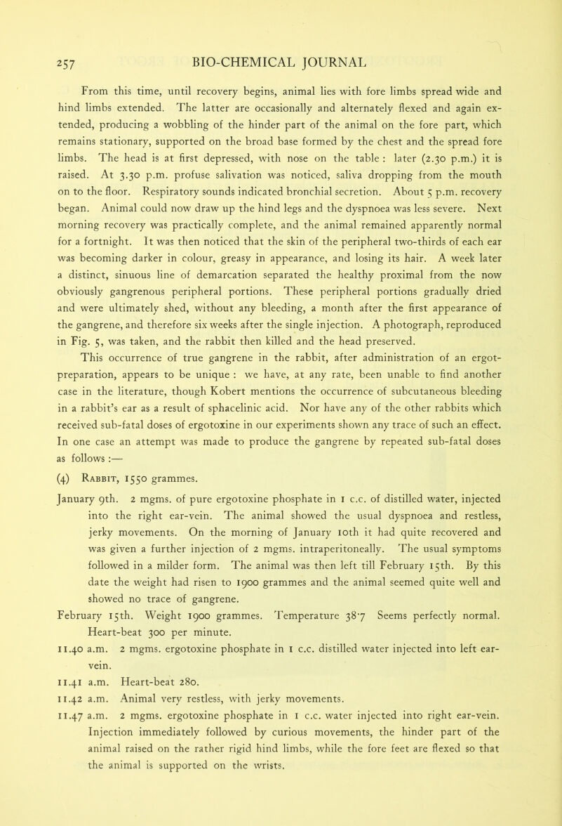 From this time, until recovery begins, animal lies with fore limbs spread wide and hind limbs extended. The latter are occasionally and alternately flexed and again ex- tended, producing a wobbling of the hinder part of the animal on the fore part, which remains stationary, supported on the broad base formed by the chest and the spread fore limbs. The head is at first depressed, with nose on the table : later (2.30 p.m.) it is raised. At 3.30 p.m. profuse salivation was noticed, saliva dropping from the mouth on to the floor. Respiratory sounds indicated bronchial secretion. About 5 p.m. recovery began. Animal could now draw up the hind legs and the dyspnoea was less severe. Next morning recovery was practically complete, and the animal remained apparently normal for a fortnight. It was then noticed that the skin of the peripheral two-thirds of each ear was becoming darker in colour, greasy in appearance, and losing its hair. A week later a distinct, sinuous line of demarcation separated the healthy proximal from the now obviously gangrenous peripheral portions. These peripheral portions gradually dried and were ultimately shed, without any bleeding, a month after the first appearance of the gangrene, and therefore six weeks after the single injection. A photograph, reproduced in Fig. 5, was taken, and the rabbit then killed and the head preserved. This occurrence of true gangrene in the rabbit, after administration of an ergot- preparation, appears to be unique : we have, at any rate, been unable to find another case in the literature, though Robert mentions the occurrence of subcutaneous bleeding in a rabbit’s ear as a result of sphacelinic acid. Nor have any of the other rabbits which received sub-fatal doses of ergotoxine in our experiments shown any trace of such an effect. In one case an attempt was made to produce the gangrene by repeated sub-fatal doses as follows :— (4) Rabbit, 1550 grammes. January 9th. 2 mgms. of pure ergotoxine phosphate in 1 c.c. of distilled water, injected into the right ear-vein. The animal showed the usual dyspnoea and restless, jerky movements. On the morning of January 10th it had quite recovered and was given a further injection of 2 mgms. intraperitoneally. The usual symptoms followed in a milder form. The animal was then left till February 15th. By this date the weight had risen to 1900 grammes and the animal seemed quite well and showed no trace of gangrene. February 15th. Weight 1900 grammes. Temperature 387 Seems perfectly normal. Heart-beat 300 per minute. 11.40 a.m. 2 mgms. ergotoxine phosphate in 1 c.c. distilled water injected into left ear- vein. 11.41 a.m. Heart-beat 280. 11.42 a.m. Animal very restless, with jerky movements. 11.47 a.m. 2 mgms. ergotoxine phosphate in 1 c.c. water injected into right ear-vein. Injection immediately followed by curious movements, the hinder part of the animal raised on the rather rigid hind limbs, while the fore feet are flexed so that the animal is supported on the wrists.