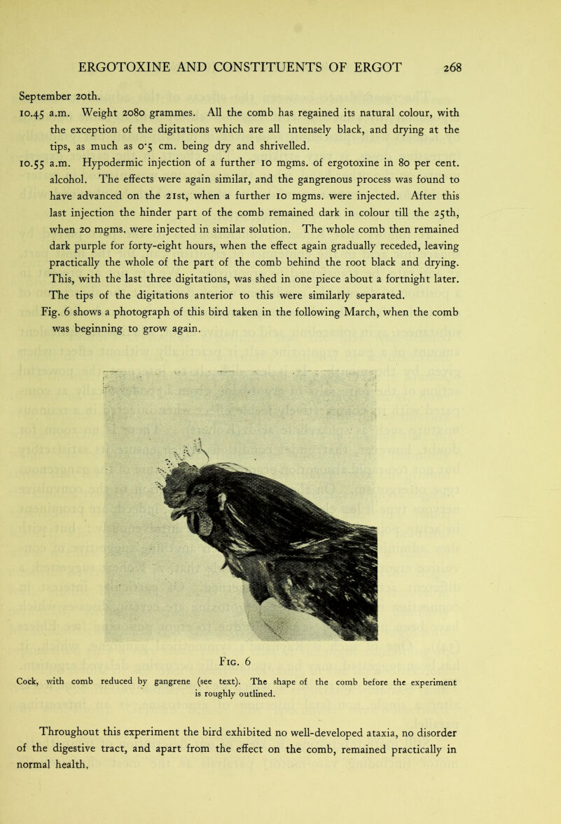 September 20th. 10.45 a-m- Weight 2080 grammes. All the comb has regained its natural colour, with the exception of the digitations which are all intensely black, and drying at the tips, as much as 0*5 cm. being dry and shrivelled. 10.55 a*m* Hypodermic injection of a further 10 mgms. of ergotoxine in 80 per cent, alcohol. The effects were again similar, and the gangrenous process was found to have advanced on the 21st, when a further 10 mgms. were injected. After this last injection the hinder part of the comb remained dark in colour till the 25th, when 20 mgms. were injected in similar solution. The whole comb then remained dark purple for forty-eight hours, when the effect again gradually receded, leaving practically the whole of the part of the comb behind the root black and drying. This, with the last three digitations, was shed in one piece about a fortnight later. The tips of the digitations anterior to this were similarly separated. Fig. 6 shows a photograph of this bird taken in the following March, when the comb was beginning to grow again. Fig. 6 Cock, with comb reduced by gangrene (see text). The shape of the comb before the experiment is roughly outlined. Throughout this experiment the bird exhibited no well-developed ataxia, no disorder of the digestive tract, and apart from the effect on the comb, remained practically in normal health,