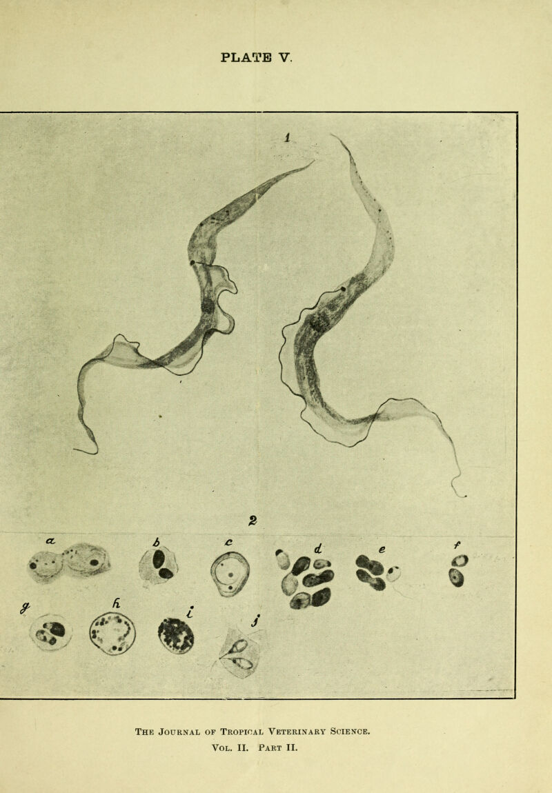 PLATE V. The Journal of Tropical Veterinary Science. Vol. II. Part II.