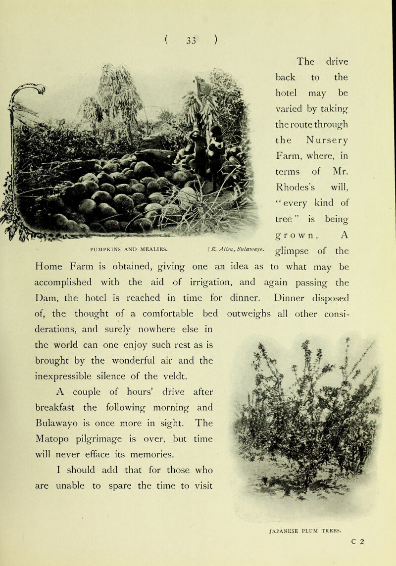 ( ) J J The drive back to the hotel may be varied by takincr the route through the Nursery Farm, where, in terms of Mr. Rhodes’s will, “every kind of tree ” is being grown. A PUMPKINS AND MEALIKS, Bulciivuyo* ^^limpSC of* thc Home Farm is obtained, giving one an idea as to what may be accomplished with the aid of irrigation, and again passing the Dam, the hotel is reached in time for dinner. Dinner disposed of, the thought of a comfortable bed outweighs all other consi- derations, and surely nowhere else in the world can one enjoy such rest as is brought by the wonderful air and the inexpressible silence of the veldt. A couple of hours’ drive after breakfast the following morning and Bulawayo is once more in sight. The Matopo pilgrimage is over, but time will never efface its memories. I should add that for those who are unable to spare the time to visit JAPANESE PLUM TREES. C 2