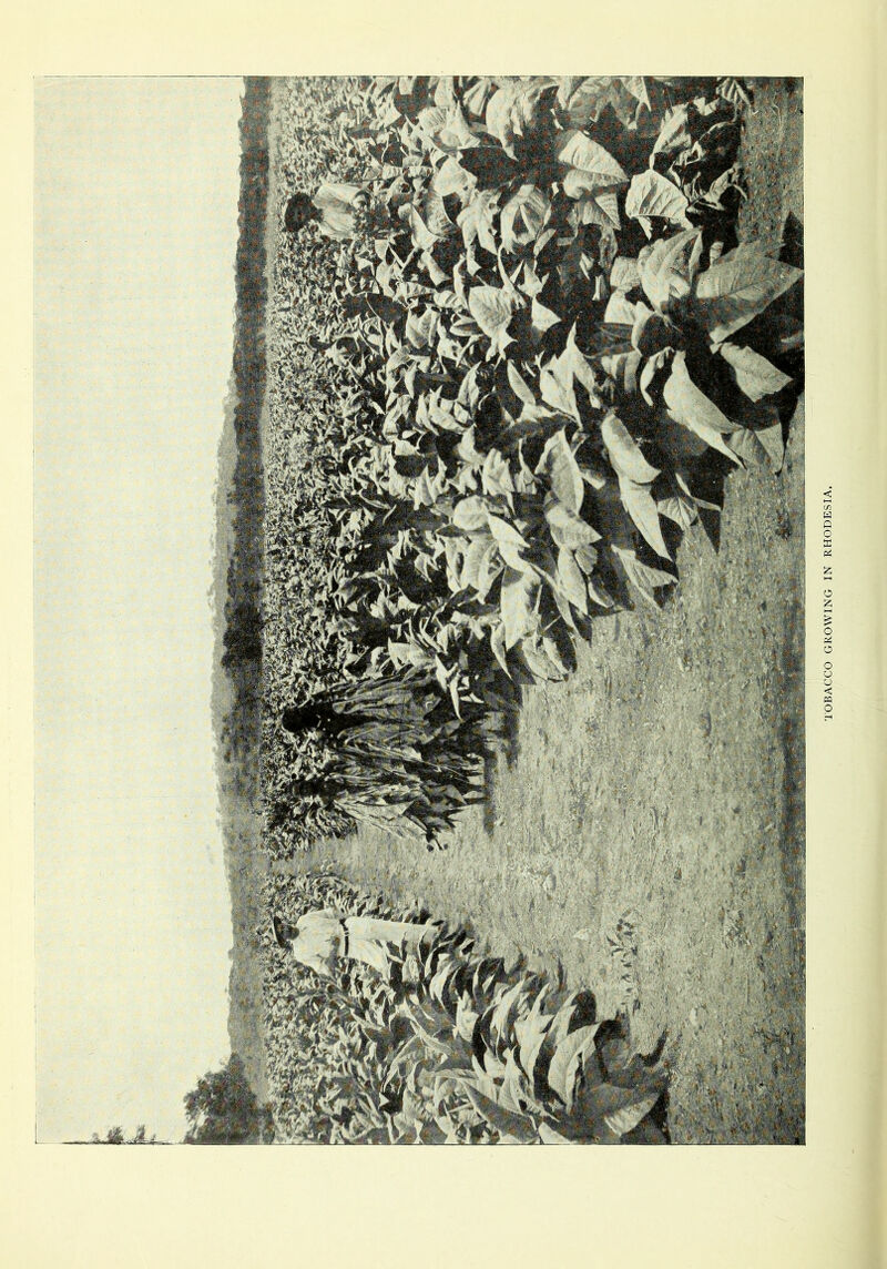 TOBACCO GROWING IN RHODESIA.