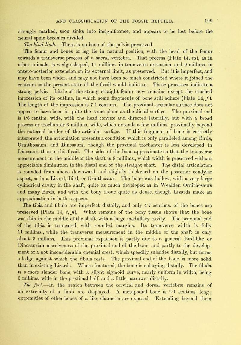 strongly marked, soon sinks into insignificance, and appears to be lost before the neural spine becomes divided. The hind limb.—There is no bone of the pelvis preserved. The femur and bones of leg he in natural position, with the head of the femur towards a transverse process of a sacral vertebra. That process (Plate 14, so), as in other animals, is wedge-shaped, 11 millims. in transverse extension, and 9 millims. in antero-posterior extension on its external limit, as preserved. But it is imperfect, and may have been wider, and may not have been so much constricted where it joined the centrum as the present state of the fossil would indicate. These processes indicate a strong pelvis. Little of the strong straight femur now remains except the crushed impression of its outline, in which some fragments of bone still adhere (Plate 14,f). The length of the impression is 7 T centims. The proximal articular surface does not appear to have been in quite the same plane as the distal surface. The proximal end is P6 centim. wide, with the head convex and directed laterally, but with a broad process or trochanter 6 millims. wide, which extends a few millims. proximally beyond the external border of the articular surface. If this fragment of bone is correctly interpreted, the articulation presents a condition which is only paralleled among Birds, Ornithosaurs, and Dinosaurs, though the proximal trochanter is less developed in Dinosaurs than in this fossil. The sides of the bone approximate so that the transverse measurement in the middle of the shaft is 8 millims., which width is preserved without appreciable diminution to the distal end of the straight shaft. The distal articulation is rounded from above downward, and slightly thickened on the posterior condylar aspect, as in a Lizard, Bird, or Ornithosaur. The bone was hollow, with a very large cylindrical cavity in the shaft, quite as much developed as in Wealden Ornithosaurs and many Birds, and with the bony tissue quite as dense, though Lizards make an approximation in both respects. The tibia and fibula are imperfect distally, and only 4‘7 centims. of the bones are preserved (Plate 14, t, f). What remains of the bony tissue shows that the bone was thin in the middle of the shaft, with a large medullary cavity. The proximal end of the tibia is truncated, with rounded margins. Its transverse width is fully 11 millims., while the transverse measurement in the middle of the shaft is only about 3 millims. This proximal expansion is partly due to a general Bird-like or Dinosaurian massiveness of the proximal end of the bone, and partly to the develop^ ment of a not inconsiderable cnemial crest, which speedily subsides distally, but forms a ledge against which the fibula rests. The proximal end of the bone is more solid than in existing Lizards. Where fractured, the bone is enlarging distally. The fibula is a more slender bone, with a slight sigmoid curve, nearly uniform in width, being 3 millims. wide in the proximal half, and a little narrower distally. The foot.—In the region between the cervical and dorsal vertebroe remains of an extremity of a limb are displayed. A metapodial bone is 2T centims. long’ extremities of other bones of a like character are exposed. Extending beyond them