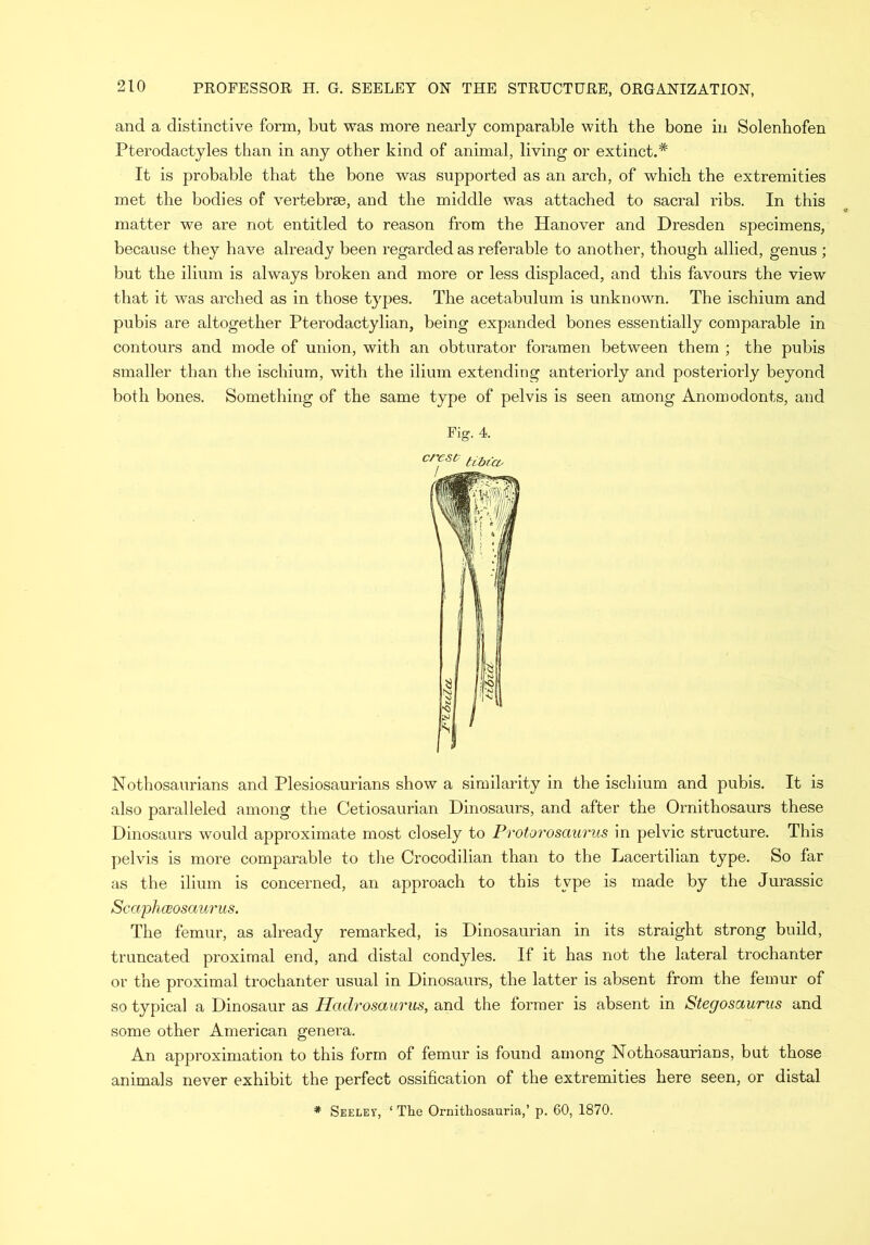 and a distinctive form, but was more nearly comparable with the bone in Solenhofen Pterodactyles than in any other kind of animal, living or extinct.* It is probable that the bone was supported as an arch, of which the extremities met the bodies of vertebrae, and the middle was attached to sacral ribs. In this matter we are not entitled to reason from the Hanover and Dresden specimens, because they have already been regarded as referable to another, though allied, genus ; but the ilium is always broken and more or less displaced, and this favours the view that it was arched as in those types. The acetabulum is unknown. The ischium and pubis are altogether Pterodactylian, being expanded bones essentially comparable in contours and mode of union, with an obturator foramen between them ; the pubis smaller than the ischium, with the ilium extending anteriorly and posteriorly beyond both bones. Something of the same type of pelvis is seen among Anomodonts, and Fig. 4. Nothosaurians and Plesiosaurians show a similarity in the ischium and pubis. It is also paralleled among the Cetiosaurian Dinosaurs, and after the Ornithosaurs these Dinosaurs would approximate most closely to Protorosciurus in pelvic structure. This pelvis is more comparable to the Crocodilian than to the Lacertilian type. So far as the ilium is concerned, an approach to this type is made by the Jurassic Scaphceosaurus. The femur, as already remarked, is Dinosaurian in its straight strong build, truncated proximal end, and distal condyles. If it has not the lateral trochanter or the proximal trochanter usual in Dinosaurs, the latter is absent from the femur of so typical a Dinosaur as Hadrosaurus, and the former is absent in Stegosaurus and some other American genera. An approximation to this form of femur is found among Nothosaurians, but those animals never exhibit the perfect ossification of the extremities here seen, or distal * Seeley, ‘ The Ornitliosauria,’ p. 60, 1870.