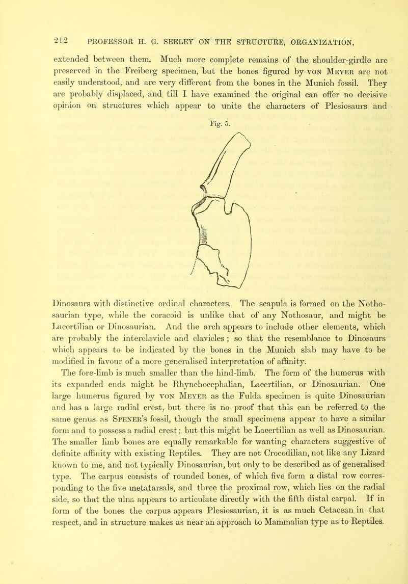 extended between them. Much more complete remains of the shoulder-girdle are preserved in the Freiberg specimen, but the bones figured by yon Meyer are not easily understood, and are very different from the bones in the Munich fossil. They are probably displaced, and. till I have examined the original can offer no decisive opinion on structures which appear to unite the characters of Plesiosaurs and Fig. 5. Dinosaurs with distinctive ordinal characters. The scapula is formed on the Notho- saurian type, while the coracoid is unlike that of any Nothosaur, and might be Lacertilian or Dinosaurian. And the arch appears to include other elements, which are probably the interclavicle and clavicles ; so that the resemblance to Dinosaurs which appears to be indicated by the bones in the Munich slab may have to be modified in favour of a more generalised interpretation of affinity. The fore-limb is much smaller than the hind-limb. The form of the humerus with its expanded ends might be Phynchocephalian, Lacertilian, or Dinosaurian. One large humerus figured by yon Meyer as the Fulda specimen is quite Dinosaurian and has a large radial crest, but there is no proof that this can be referred to the same genus as Spener’s fossil, though the small specimens appear to have a similar form and to possess a radial crest; but this might be Lacertilian as well as Dinosaurian. The smaller limb bones are equally remarkable for wanting characters suggestive of definite affinity with existing Reptiles. They are not Crocodilian, not like any Lizard known to me, and not typically Dinosaurian, but only to be described as of generalised type. The carpus consists of rounded bones, of which five form a distal row corres- ponding to the five metatarsals, and three the proximal row, which lies on the radial side, so that the ulna appears to articulate directly with the fifth distal carpal. If in form of the bones the carpus appears Plesiosaurian, it is as much Cetacean in that respect, and in structure makes as near an approach to Mammalian type as to Reptiles.