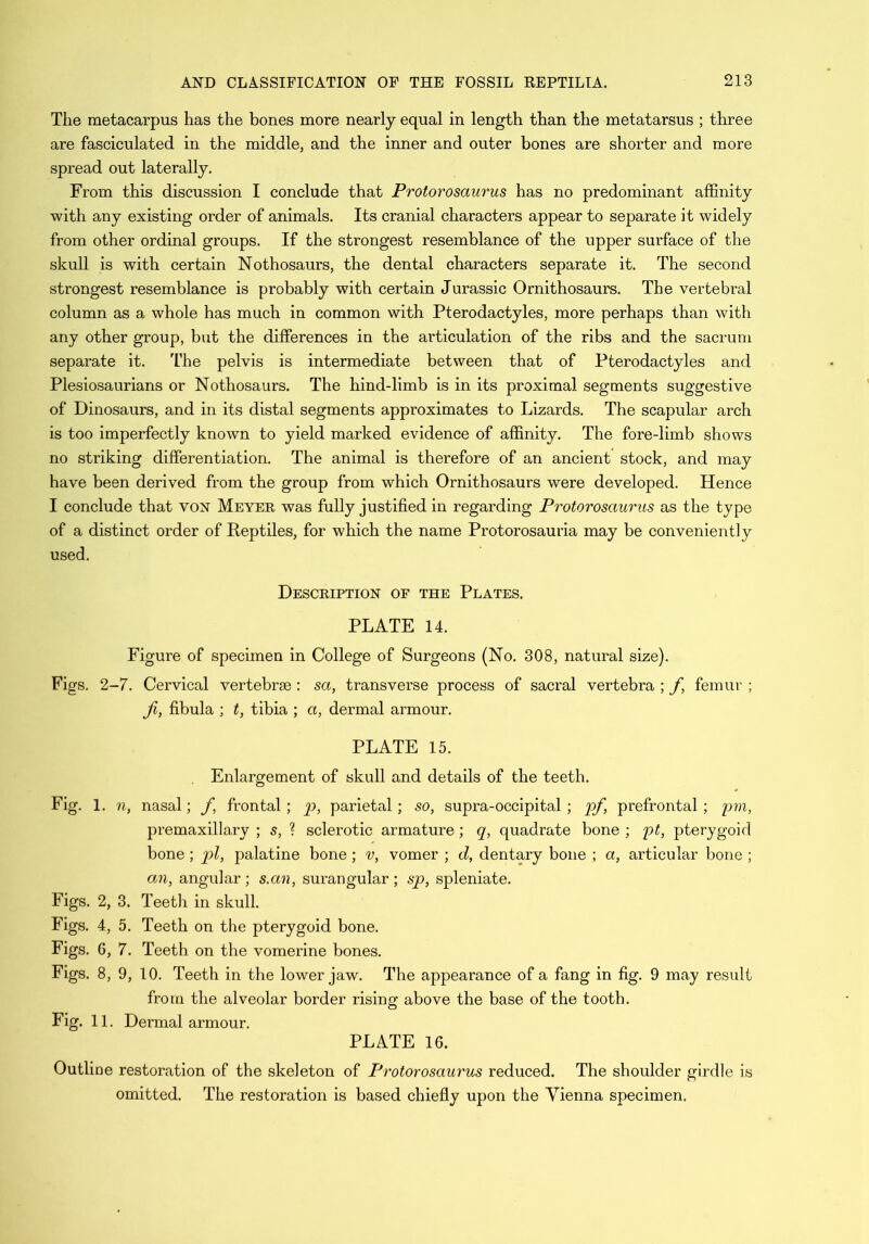 The metacarpus has the bones more nearly equal in length than the metatarsus ; three are fasciculated in the middle, and the inner and outer bones are shorter and more spread out laterally. From this discussion I conclude that Protorosaurus has no predominant affinity with any existing order of animals. Its cranial characters appear to separate it widely from other ordinal groups. If the strongest resemblance of the upper surface of the skull is with certain Nothosaurs, the dental characters separate it. The second strongest resemblance is probably with certain Jurassic Ornithosaurs. The vertebral column as a whole has much in common with Pterodactyles, more perhaps than with any other group, but the differences in the articulation of the ribs and the sacrum separate it. The pelvis is intermediate between that of Pterodactyles and Plesiosaurians or Nothosaurs. The hind-limb is in its proximal segments suggestive of Dinosaurs, and in its distal segments approximates to Lizards. The scapular arch is too imperfectly known to yield marked evidence of affinity. The fore-limb shows no striking differentiation. The animal is therefore of an ancient stock, and may have been derived from the group from which Ornithosaurs were developed. Hence I conclude that von Meyer was fully justified in regarding Protorosaurus as the type of a distinct order of Reptiles, for which the name Protorosauria may be conveniently used. Description of the Plates. PLATE 14. Figure of specimen in College of Surgeons (No. 308, natural size). Figs. 2-7. Cervical vertebrse : sa, transverse process of sacral vertebra ; f femur ; ji, fibula ; t, tibia ; a, dermal armour. PLATE 15. Enlargement of skull and details of the teeth. Fig. 1. n, nasal; f frontal; p, parietal; so, supra-occipital; pf, prefrontal ; pm, premaxillary ; s, ? sclerotic armature; q, quadrate bone ; pt, pterygoid bone; pi, palatine bone ; v, vomer ; d, dentary bone ; a, articular bone ; an, angular; s.an, surangular; sp, spleniate. Figs. 2, 3. Teeth in skull. Figs. 4, 5. Teeth on the pterygoid bone. Figs. 6, 7. Teeth on the vomerine bones. Figs. 8, 9, 10. Teeth in the lower jaw. The appearance of a fang in fig. 9 may result from the alveolar border rising above the base of the tooth. Fig. 11. Dermal armour. PLATE 16. Outline restoration of the skeleton of Protorosaurus reduced. The shoulder girdle is omitted. The restoration is based chiefly upon the Vienna specimen.