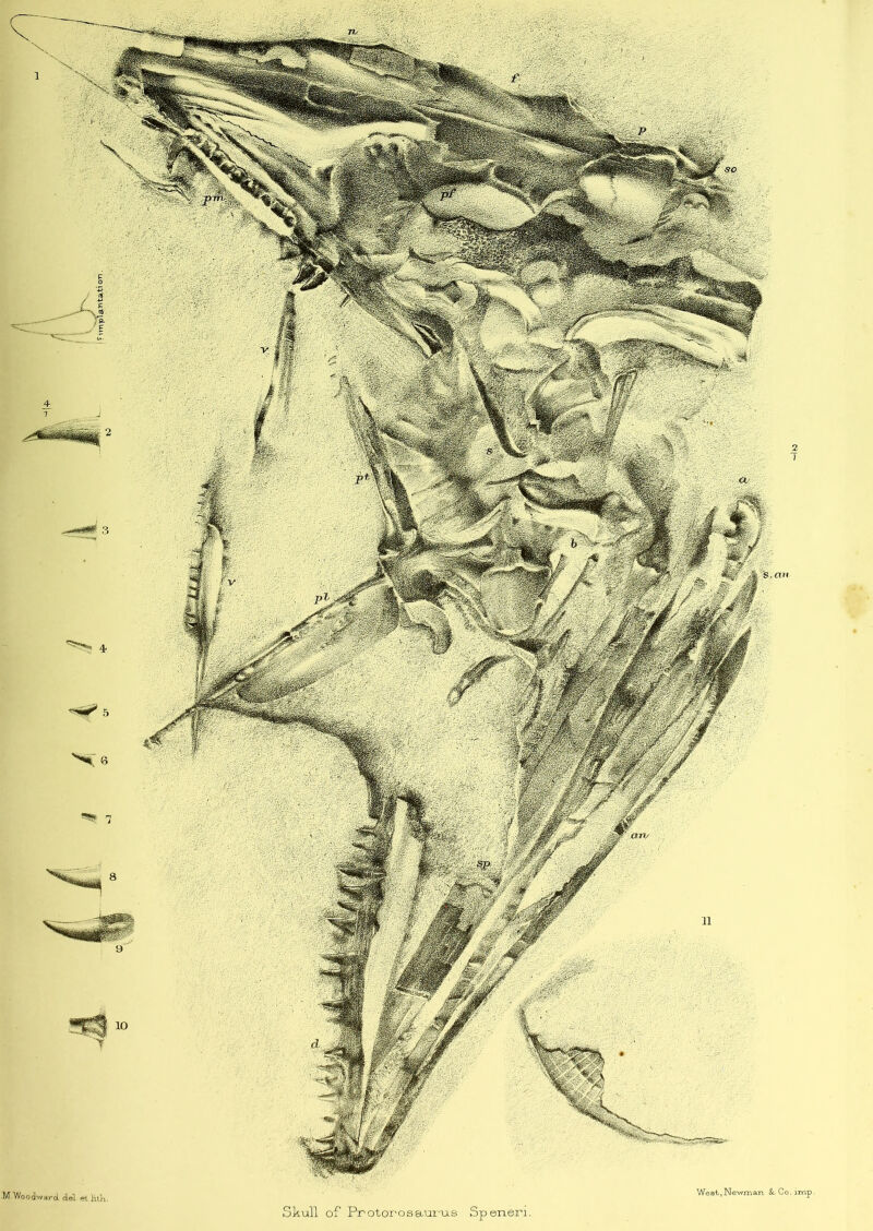 1 •M. Woodward del ert HtK. Skull of Protorosaurus Speneri