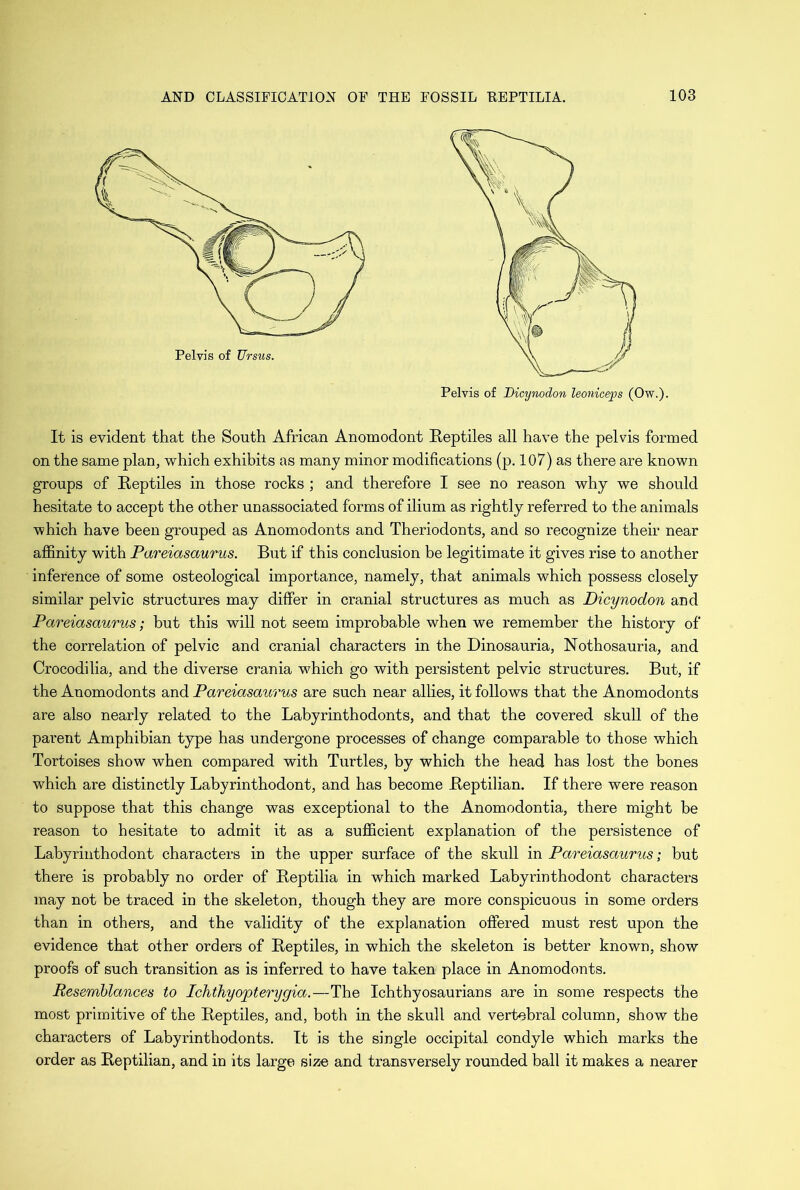 It is evident that the South African Anoinodont Reptiles all have the pelvis formed on the same plan, which exhibits as many minor modifications (p. 107) as there are known groups of Reptiles in those rocks ; and therefore I see no reason why we should hesitate to accept the other unassociated forms of ilium as rightly referred to the animals which have been grouped as Anomodonts and Theriodonts, and so recognize their near affinity with Pareiasaurus. But if this conclusion be legitimate it gives rise to another inference of some osteological importance, namely, that animals which possess closely similar pelvic structures may differ in cranial structures as much as Dicynodon and Pareiasaurus; but this will not seem improbable when we remember the history of the correlation of pelvic and cranial characters in the Dinosauria, Nothosauria, and Crocodilia, and the diverse crania which go with persistent pelvic structures. But, if the Anomodonts and Pareiasaurus are such near allies, it follows that the Anomodonts are also nearly related to the Labyrinthodonts, and that the covered skull of the parent Amphibian type has undergone processes of change comparable to those which Tortoises show when compared with Turtles, by which the head has lost the bones which are distinctly Labyrinthodont, and has become Reptilian. If there were reason to suppose that this change was exceptional to the Anomodontia, there might be reason to hesitate to admit it as a sufficient explanation of the persistence of Labyrinthodont characters in the upper surface of the skull in Pareiasaurus; but there is probably no order of Reptilia in which marked Labyrinthodont characters may not be traced in the skeleton, though they are more conspicuous in some orders than in others, and the validity of the explanation offered must rest upon the evidence that other orders of Reptiles, in which the skeleton is better known, show proofs of such transition as is inferred to have taken place in Anomodonts. Resemblances to Ichthyopterygia.—The Ichthyosaurians are in some respects the most primitive of the Reptiles, and, both in the skull and vertebral column, show the characters of Labyrinthodonts. It is the single occipital condyle which marks the order as Reptilian, and in its large size and transversely rounded ball it makes a nearer
