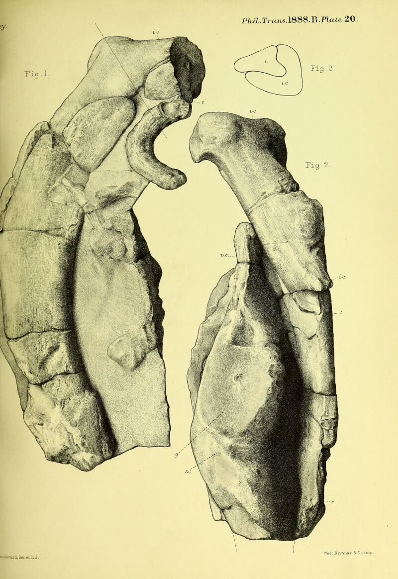 Fig .1. bodward, aei. et li 0 *. Phil. T neons.1888.B.Plain 20- is o -p.c Yfeeb FTewmaai. ScCo.iirip. -VO