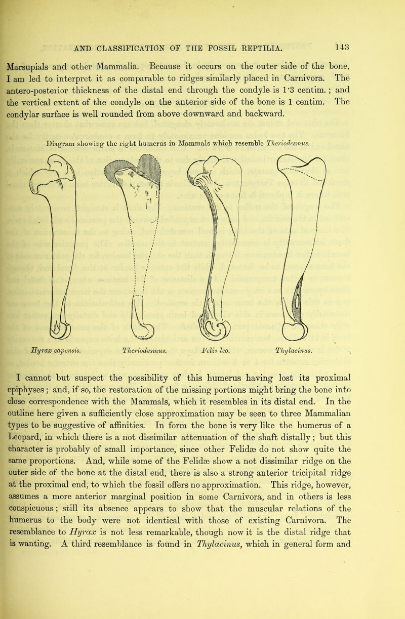 Marsupials and other Mammalia. Because it occurs on the outer side of the bone, I am led to interpret it as comparable to ridges similarly placed in Carnivora. The antero-posterior thickness of the distal end through the condyle is 1*3 centim.; and the vertical extent of the condyle on the anterior side of the bone is 1 centim. The condylar surface is well rounded from above downward and backward. Diagram showing the right humerus in Mammals which resemble Theriodcsmus. Theriodesmus. I cannot but suspect the possibility of this humerus having lost its proximal epiphyses ; and, if so, the restoration of the missing portions might bring the bone into close correspondence with the Mammals, which it resembles in its distal end. In the outline here given a sufficiently close approximation may be seen to three Mammalian types to be suggestive of affinities. In form the bone is very like the humerus of a Leopard, in which there is a not dissimilar attenuation of the shaft distally; but this character is probably of small importance, since other Felidae do not show quite the same proportions. And, while some of the Felidae show a not dissimilar ridge on the outer side of the bone at the distal end, there is also a strong anterior tricipital ridge at the proximal end, to which the fossil offers no approximation. This ridge, however, assumes a more anterior marginal position in some Carnivora, and in others is less conspicuous; still its absence appears to show that the muscular relations of the humerus to the body were not identical with those of existing Carnivora. The resemblance to Hyrax is not less remarkable, though now it is the distal ridge that is wanting. A third resemblance is found in Thylacinus, which in general form and