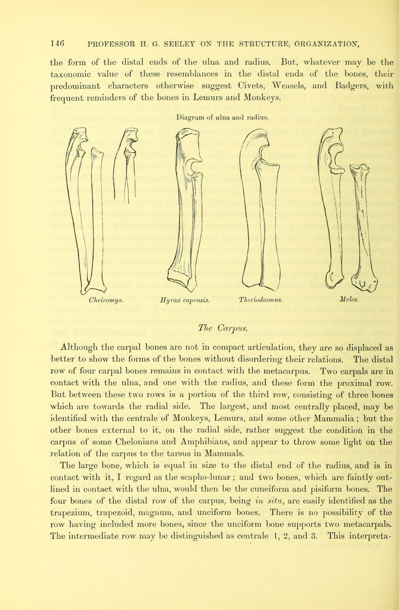 the form of the distal ends of the ulna and radios. But, whatever may be the taxonomic value of these resemblances in the distal ends of the bones, their predominant characters otherwise suggest Civets, Weasels, and Badgers, with frequent reminders of the bones in Lemurs and Monkeys. Diagram of ulna and radius. Ey rax capensis. Theriodesmus. The Carpus. Although the carpal bones are not in compact articulation, they are so displaced as better to show the forms of the bones without disordering their relations. The distal row of four carpal bones remains in contact with the metacarpus. Two carpals are in contact with the ulna, and one with the radius, and these form the proximal row. But between these two rows is a portion of the third row, consisting of three bones which are towards the radial side. The largest, and most centrally placed, may be identified with the centrale of Monkeys, Lemurs, and some other Mammalia; but the other bones external to it, on the radial side, rather suggest the condition in the carpus of some Chelonians and Amphibians, and appear to throw some light on the relation of the carpus to the tarsus in Mammals. The large bone, which is equal in size to the distal end of the radius, and is in contact with it, I regard as the scapho-lunar; and two bones, which are faintly out- lined in contact with the ulna, would then be the cuneiform and pisiform bones. The four bones of the distal row of the carpus, being in situ, are easily identified as the trapezium, trapezoid, magnum, and unciform bones. There is no possibility of the row having included more bones, since the unciform bone supports two metacarpals. The intermediate row may be distinguished as centrale l, 2, and 3. This interpreta-