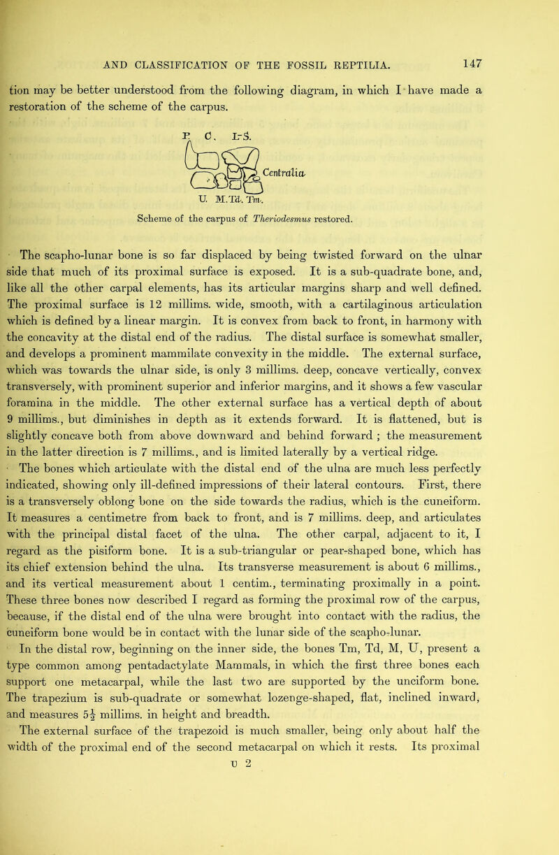 tion may be better understood from the following diagram, in which I’have made a restoration of the scheme of the carpus. Scheme of the carpus of Theriodesmus restored. The scapho-lunar bone is so far displaced by being twisted forward on the ulnar side that much of its proximal surface is exposed. It is a sub-quadrate bone, and, like all the other carpal elements, has its articular margins sharp and well defined. The proximal surface is 12 millims. wide, smooth, with a cartilaginous articulation which is defined by a linear margin. It is convex from back to front, in harmony with the concavity at the distal end of the radius. The distal surface is somewhat smaller, and develops a prominent mammilate convexity in the middle. The external surface, which was towards the ulnar side, is only 3 millims. deep, concave vertically, convex transversely, with prominent superior and inferior margins, and it shows a few vascular foramina in the middle. The other external surface has a vertical depth of about 9 millims., but diminishes in depth as it extends forward. It is flattened, but is slightly concave both from above downward and behind forward ; the measurement in the latter direction is 7 millims., and is limited laterally by a vertical ridge. The bones which articulate with the distal end of the ulna are much less perfectly indicated, showing only ill-defined impressions of their lateral contours. First, there is a transversely oblong bone on the side towards the radius, which is the cuneiform. It measures a centimetre from back to front, and is 7 millims. deep, and articulates with the principal distal facet of the ulna. The other carpal, adjacent to it, I regard as the pisiform bone. It is a sub-triangular or pear-shaped bone, which has its chief extension behind the ulna. Its transverse measurement is about 6 millims., and its vertical measurement about 1 centim., terminating proximally in a point. These three bones now described I regard as forming the proximal row of the carpus, because, if the distal end of the ulna were brought into contact with the radius, the cuneiform bone would be in contact with the lunar side of the scapho-lunar. In the distal row, beginning on the inner side, the bones Tm, Td, M, U, present a type common among pentadactylate Mammals, in which the first three bones each support one metacarpal, while the last two are supported by the unciform bone. The trapezium is sub-quadrate or somewhat lozenge-shaped, flat, inclined inward, and measures 5\ millims. in height and breadth. The external surface of the trapezoid is much smaller, being only about half the width of the proximal end of the second metacarpal on which it rests. Its proximal V 2