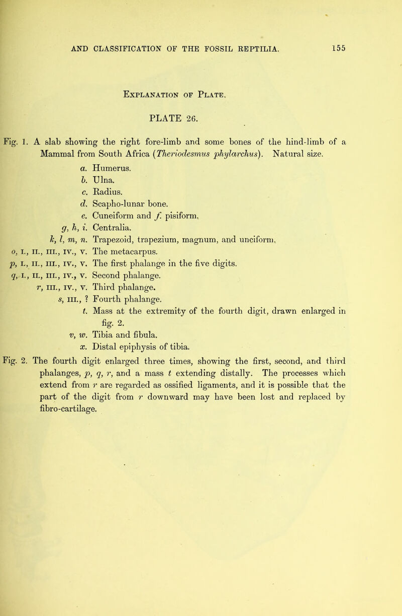 Explanation of Plate. PLATE 26. Fig. 1. A slab stowing the right fore-limb and some bones of the hind-limb of a Mammal from South Africa (Theriodesmus phylarchus). Natural size. a. b. c. d. e. g, h, i. h, l, m, n. 0, I., II., III., IV., V. P, L, II., III., IV., V. q, I., II., III., IV., V. r, hi., iv., v. s, hi., ? t. Humerus. IJlna. Radius. Scapho-lunar bone. Cuneiform and f. pisiform, Centralia. Trapezoid, trapezium, magnum, and unciform, The metacarpus. The first phalange in the five digits. Second phalange. Third phalange. Fourth phalange. Mass at the extremity of the fourth digit, drawn enlarged in fig. 2. v, w. Tibia and fibula. x. Distal epiphysis of tibia. Fig. 2. The fourth digit enlarged three times, showing the first, second, and third phalanges, p, q, r, and a mass t extending distally. The processes which extend from r are regarded as ossified ligaments, and it is possible that the part of the digit from r downward may have been lost and replaced by fibro-cartilage.